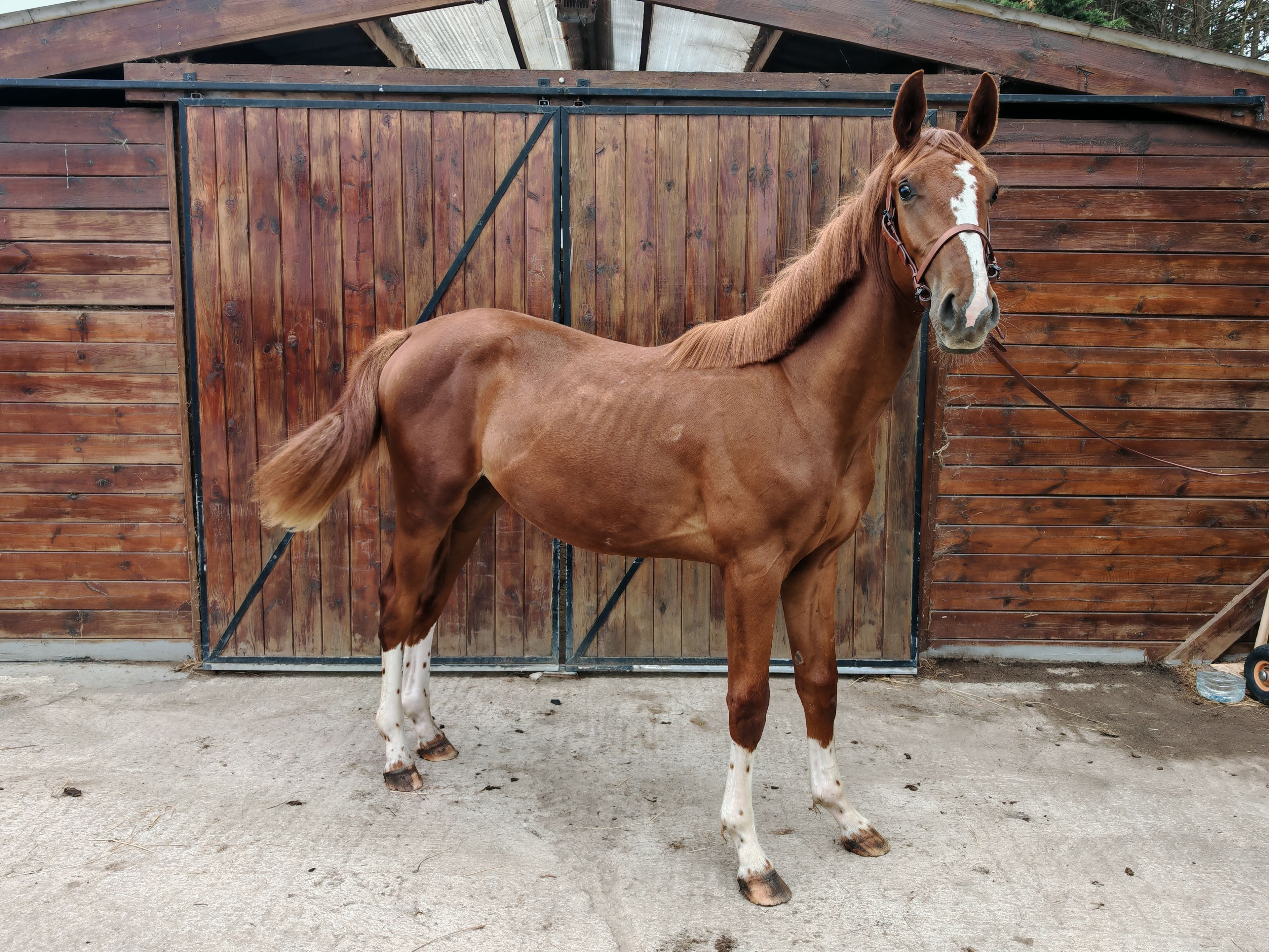 V Quilombo S (POWERFULL x DIAMANT DE SEMILLY) - Image 4