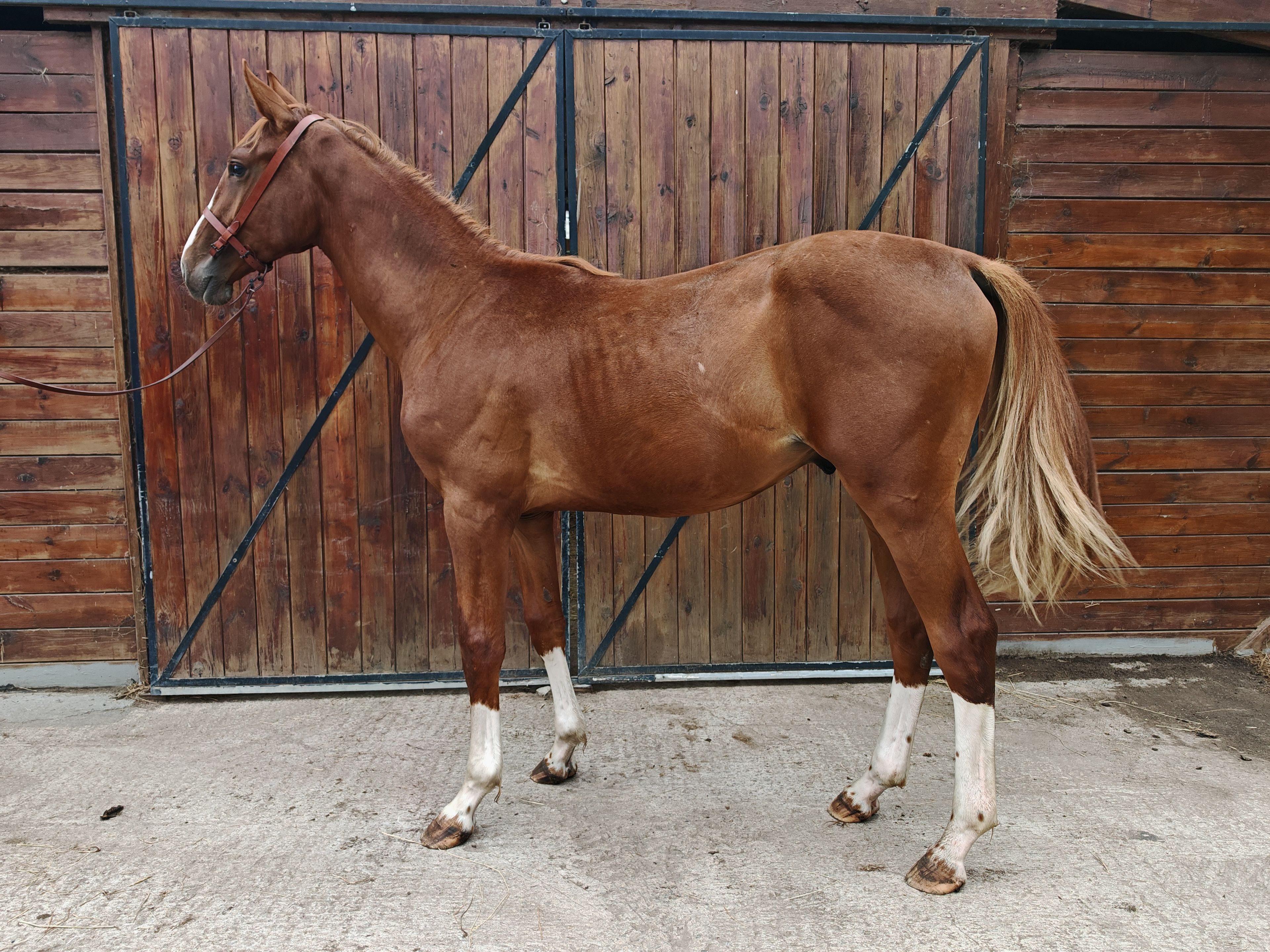V Quilombo S (POWERFULL x DIAMANT DE SEMILLY) - Image 5