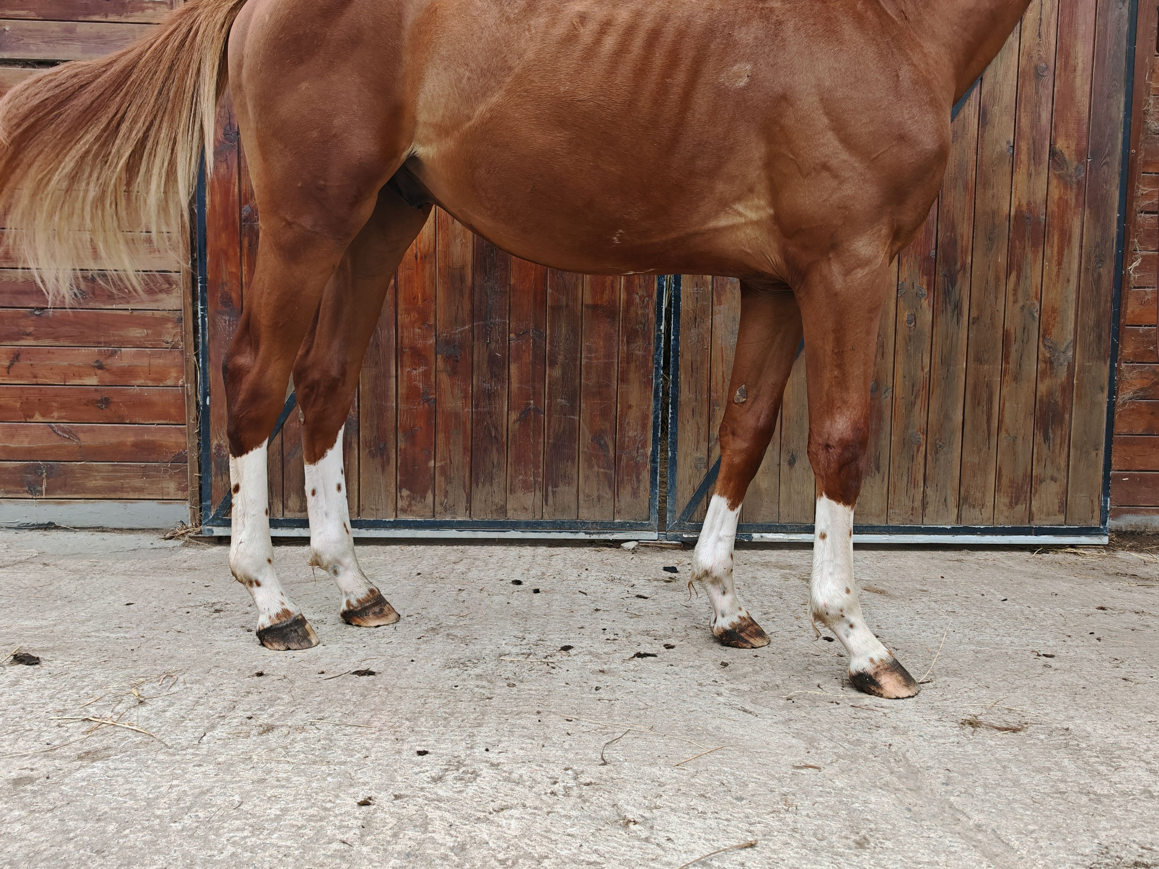 V Quilombo S (POWERFULL x DIAMANT DE SEMILLY) - Image 7