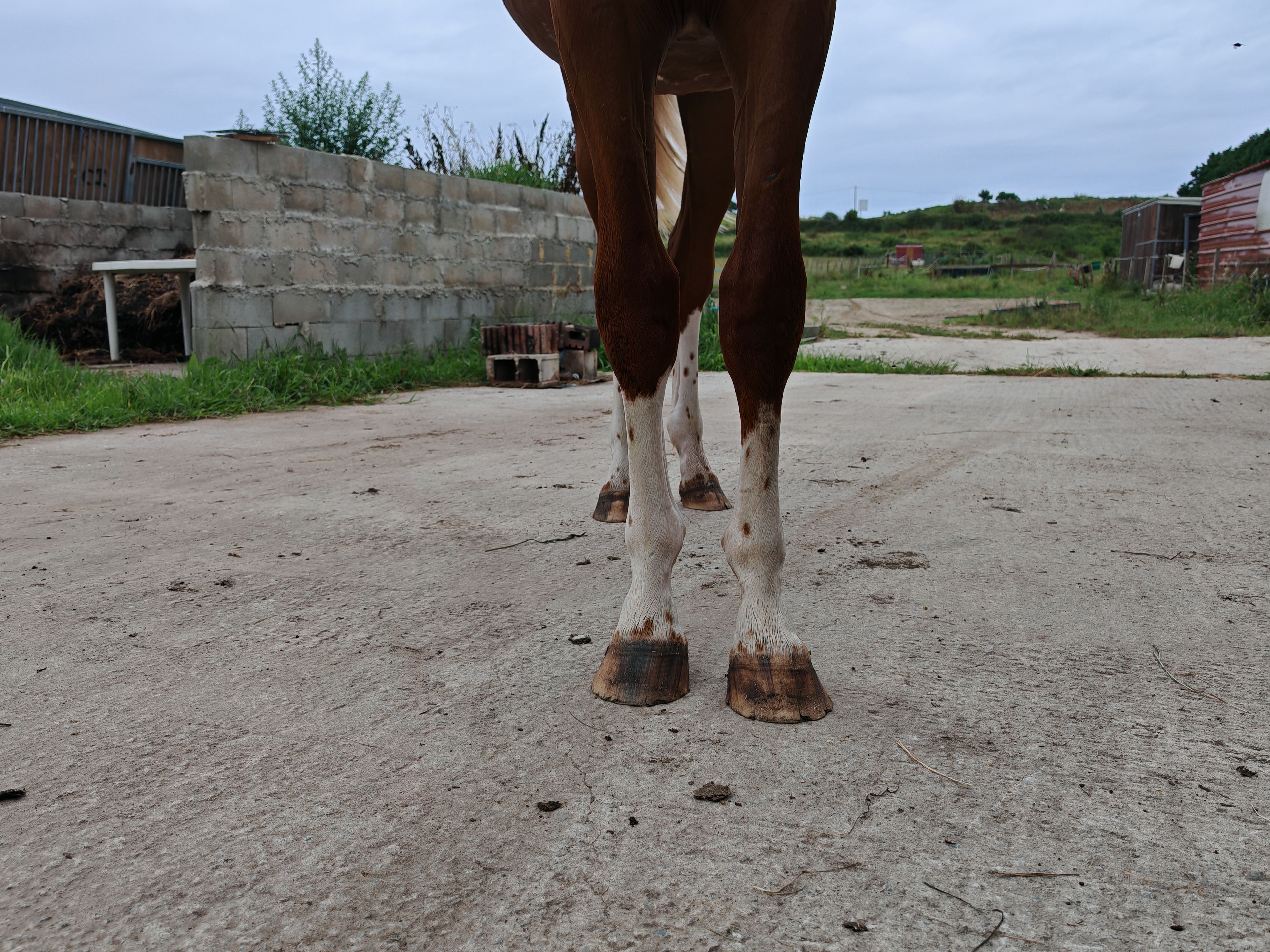 V Quilombo S (POWERFULL x DIAMANT DE SEMILLY) - Image 8