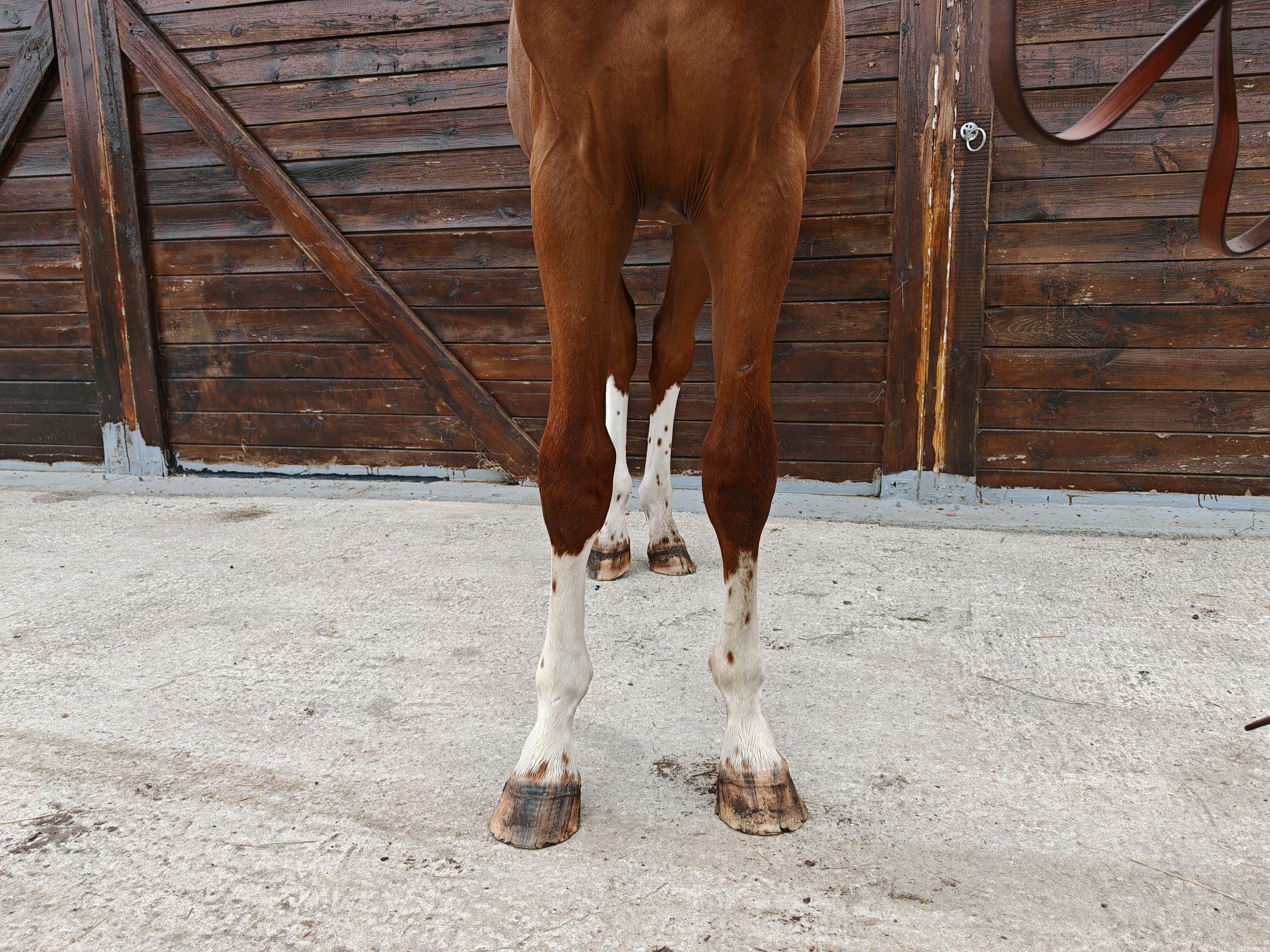 V Quilombo S (POWERFULL x DIAMANT DE SEMILLY) - Image 9