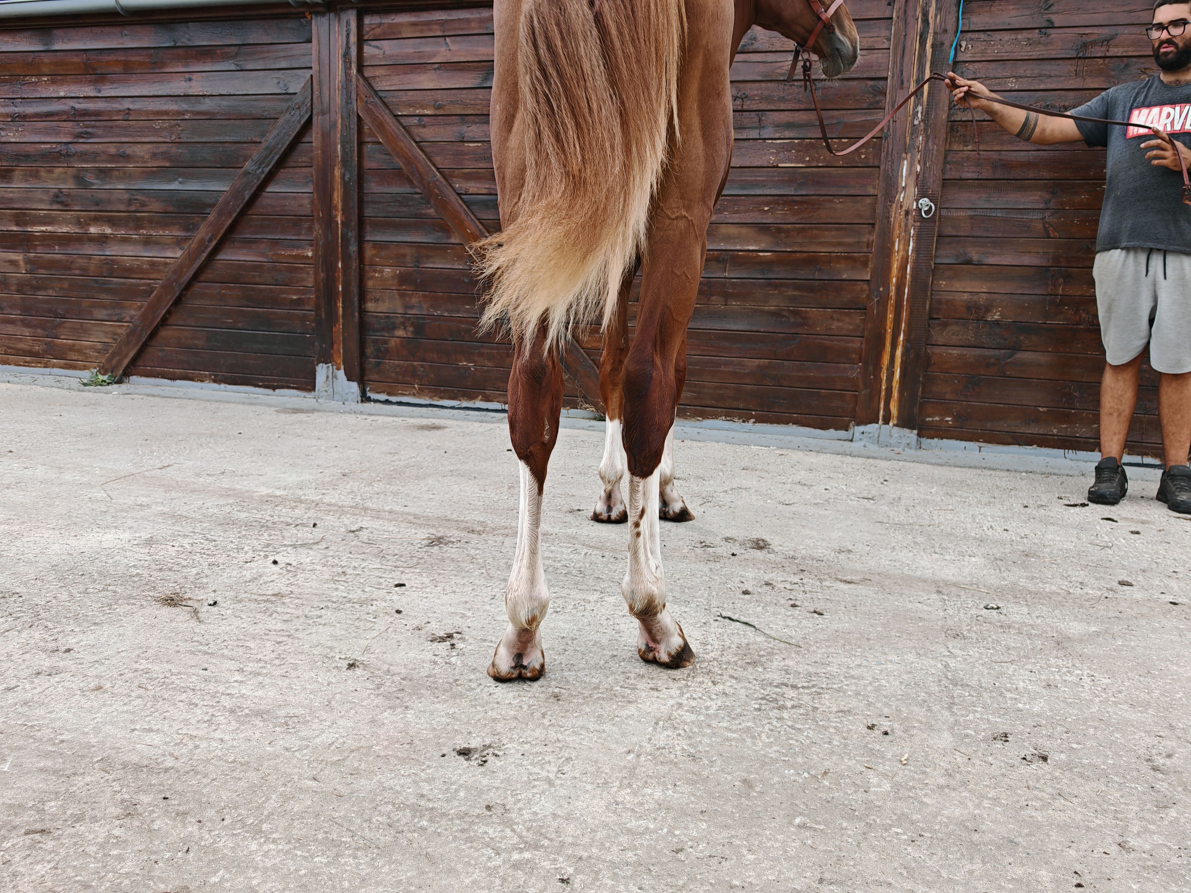 V Quilombo S (POWERFULL x DIAMANT DE SEMILLY) - Image 11
