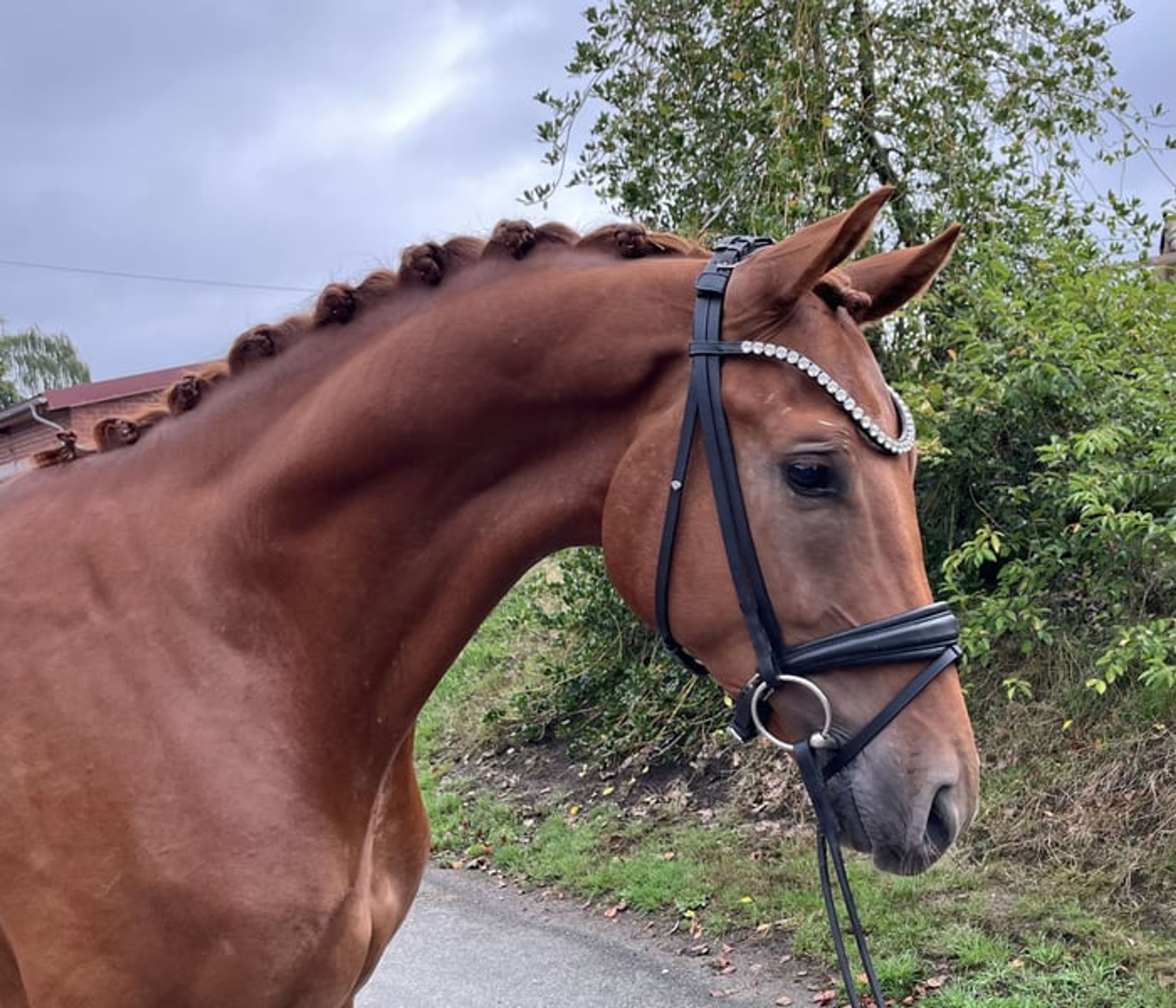 Elegant young dressage prospect