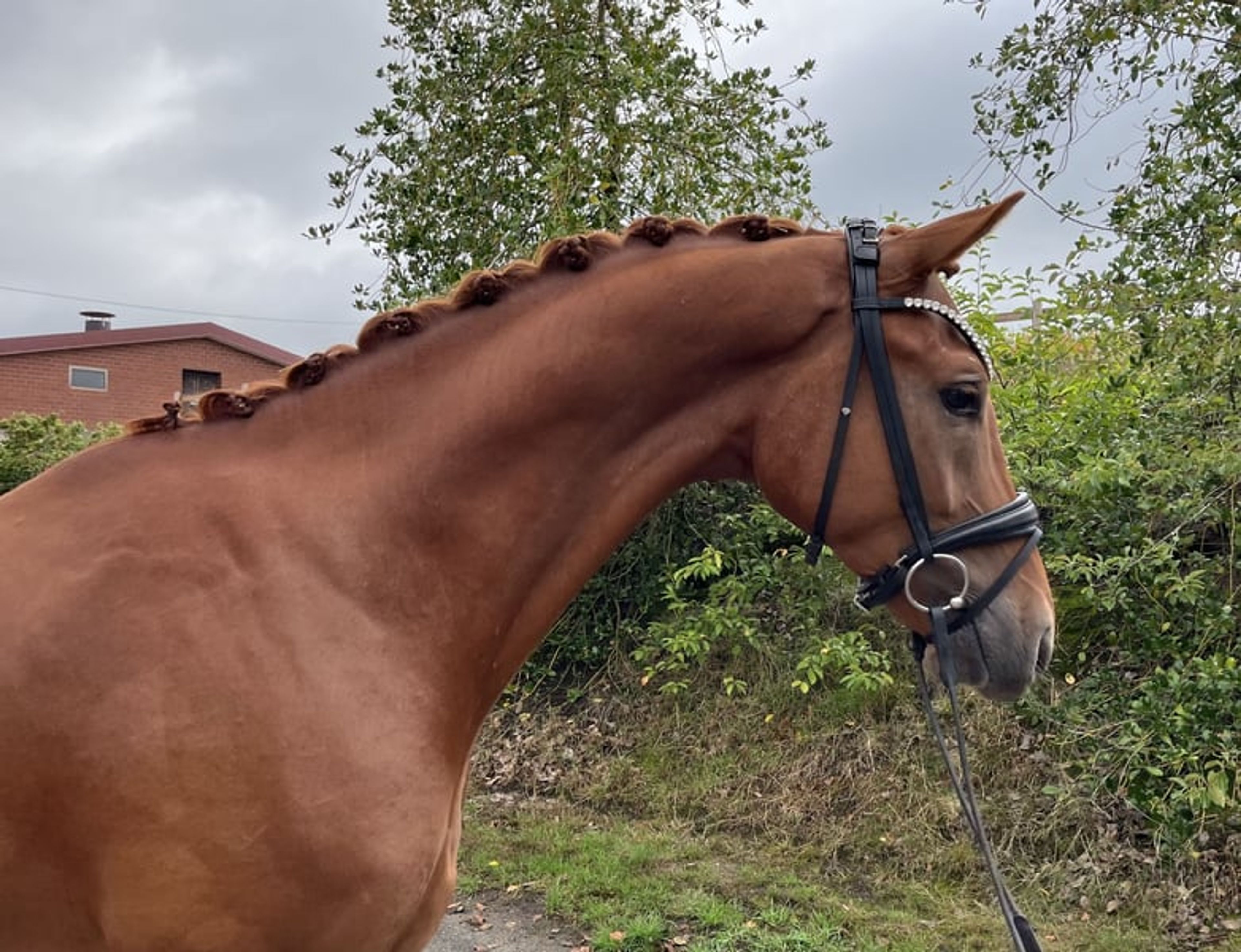 Elegant young dressage prospect - Image 2