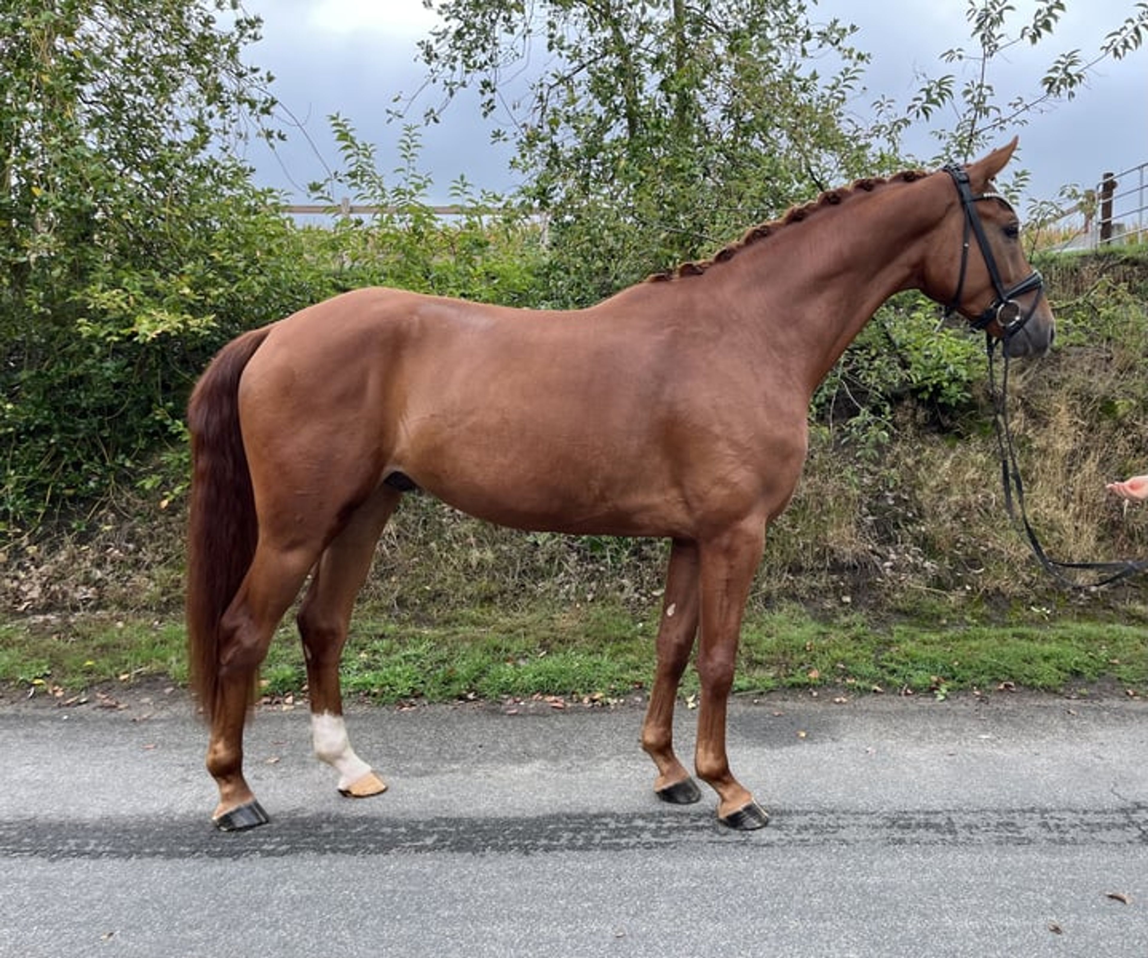 Elegant young dressage prospect - Image 3