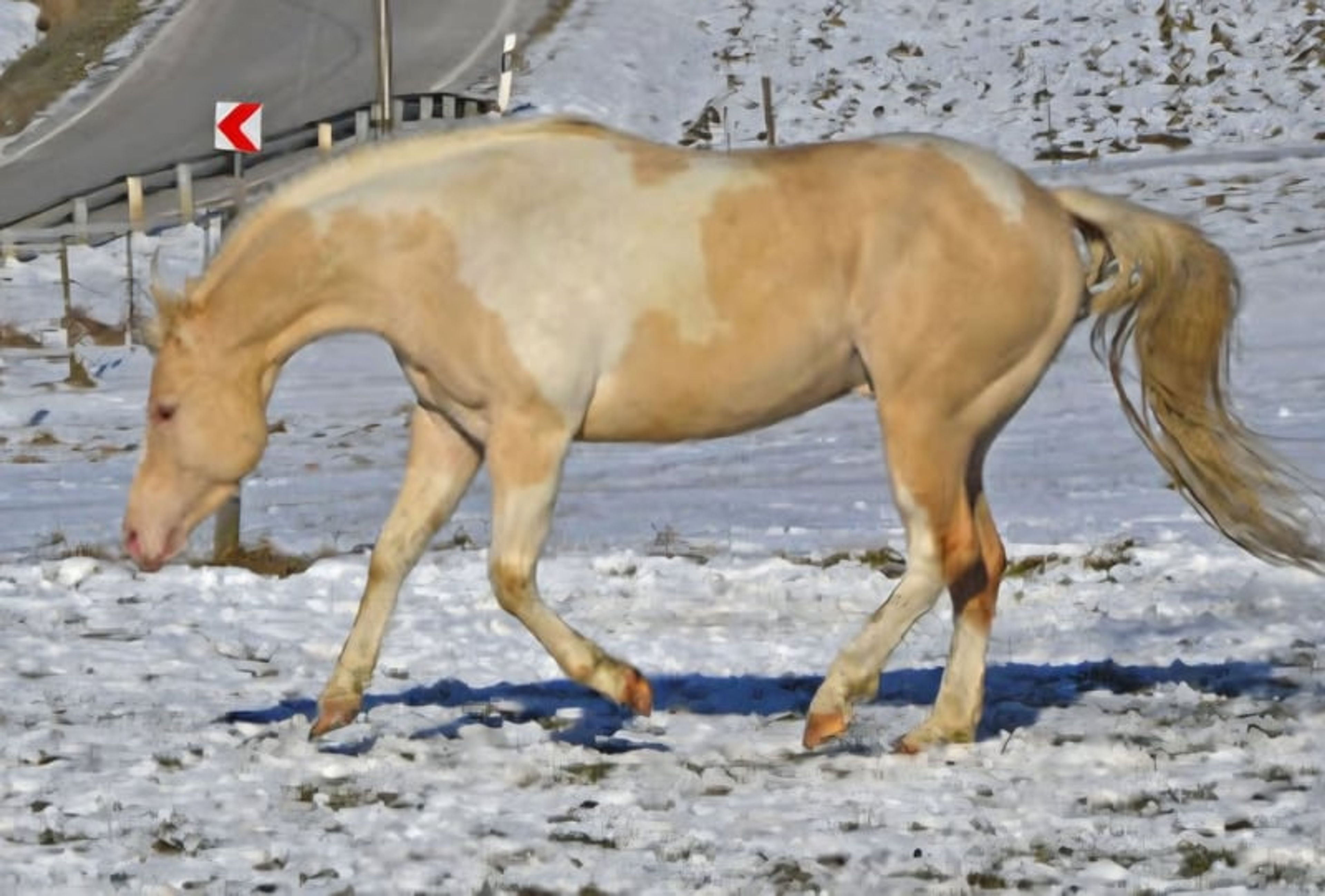 Homozygous Champagne stallion