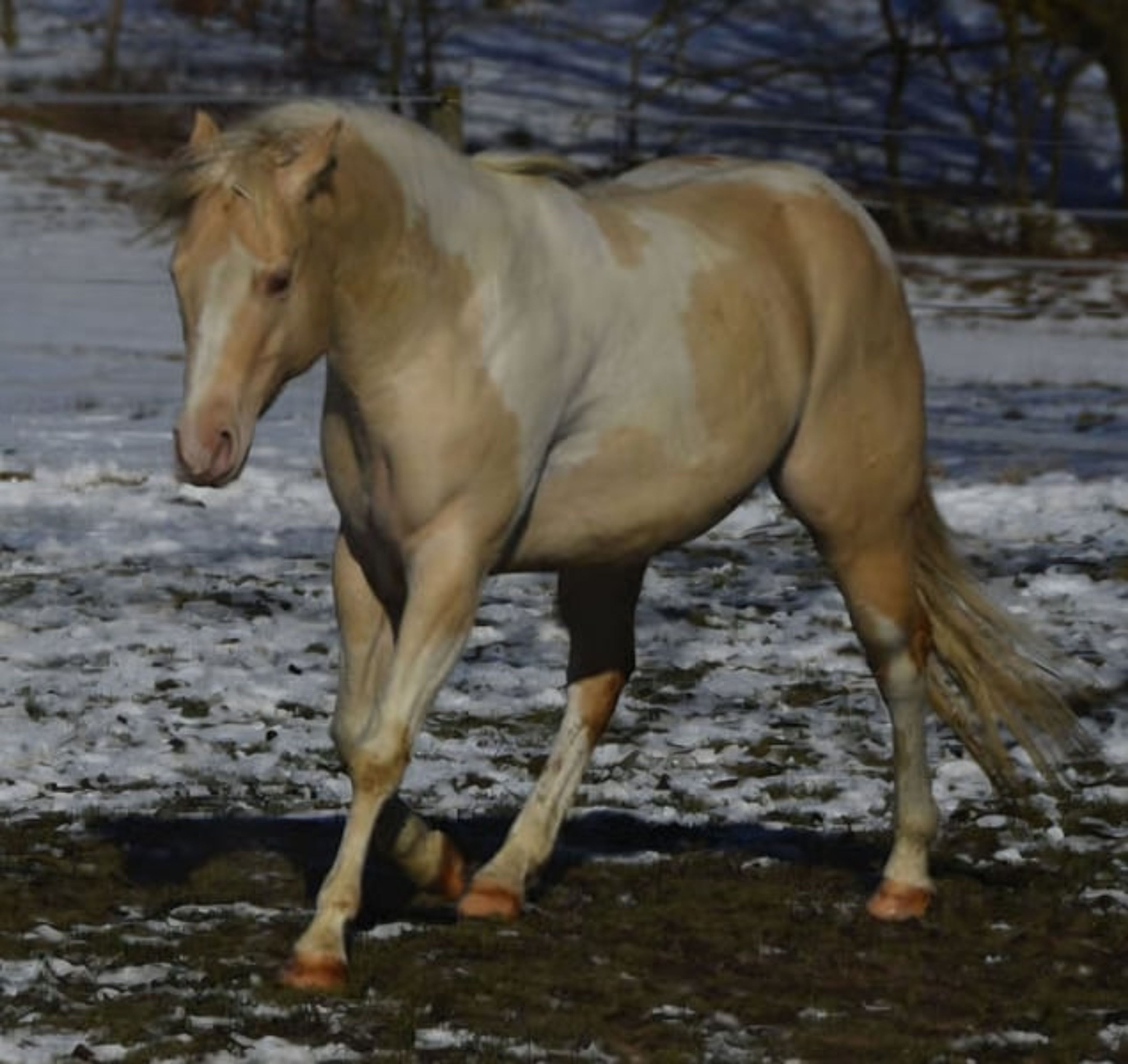 Homozygous Champagne stallion - Image 2