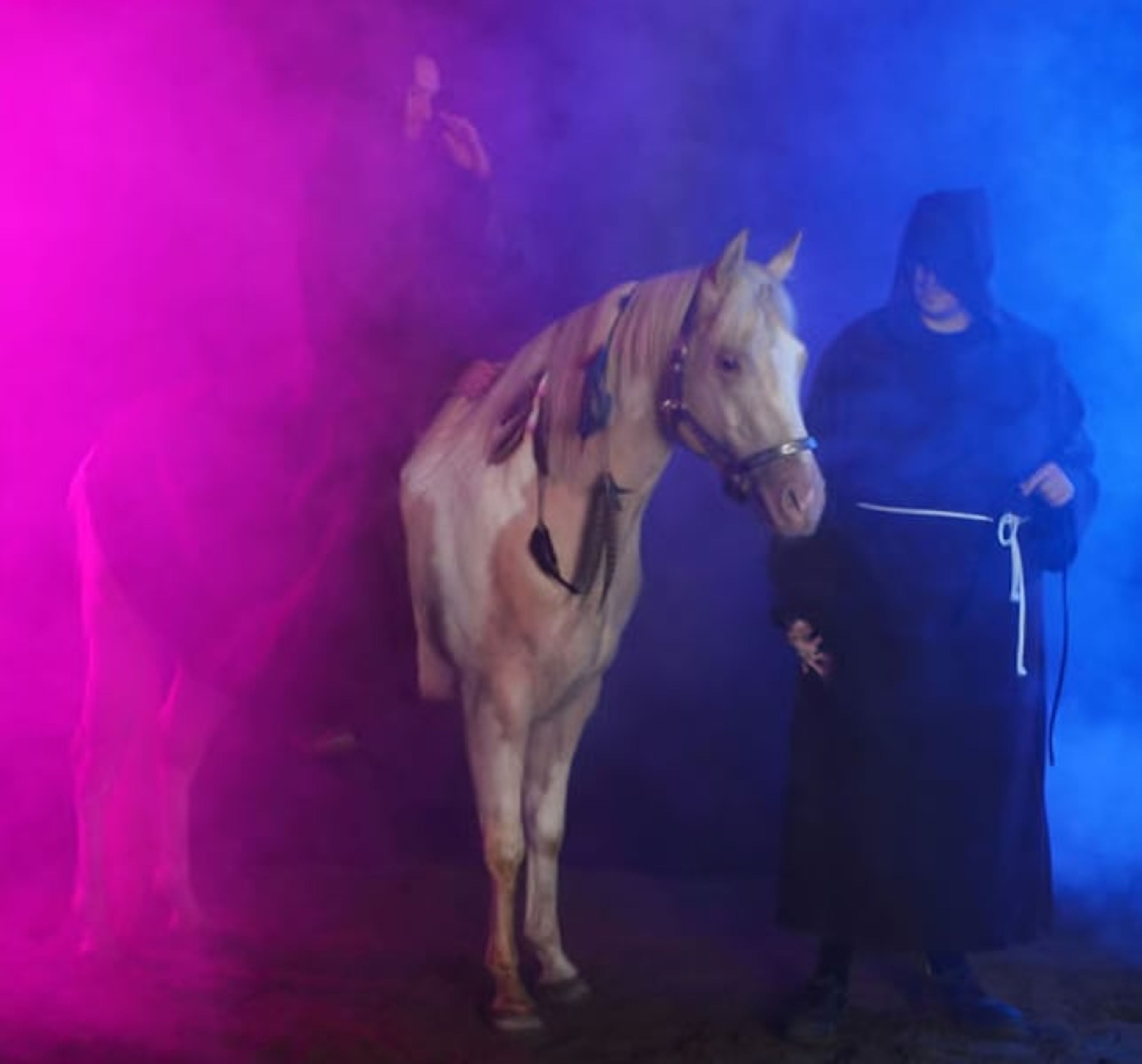 Homozygous Champagne stallion - Image 3