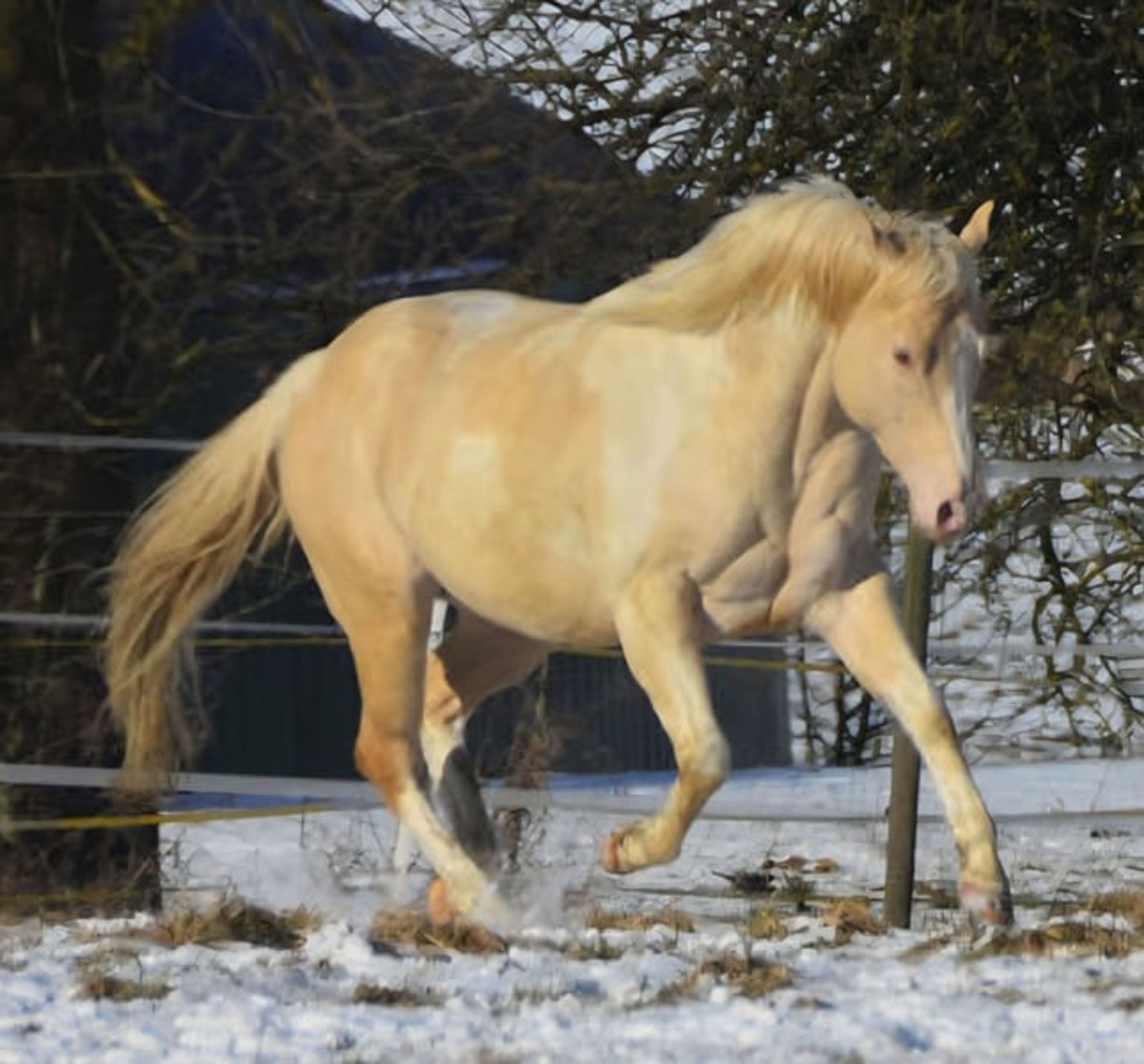 Homozygous Champagne stallion - Image 4