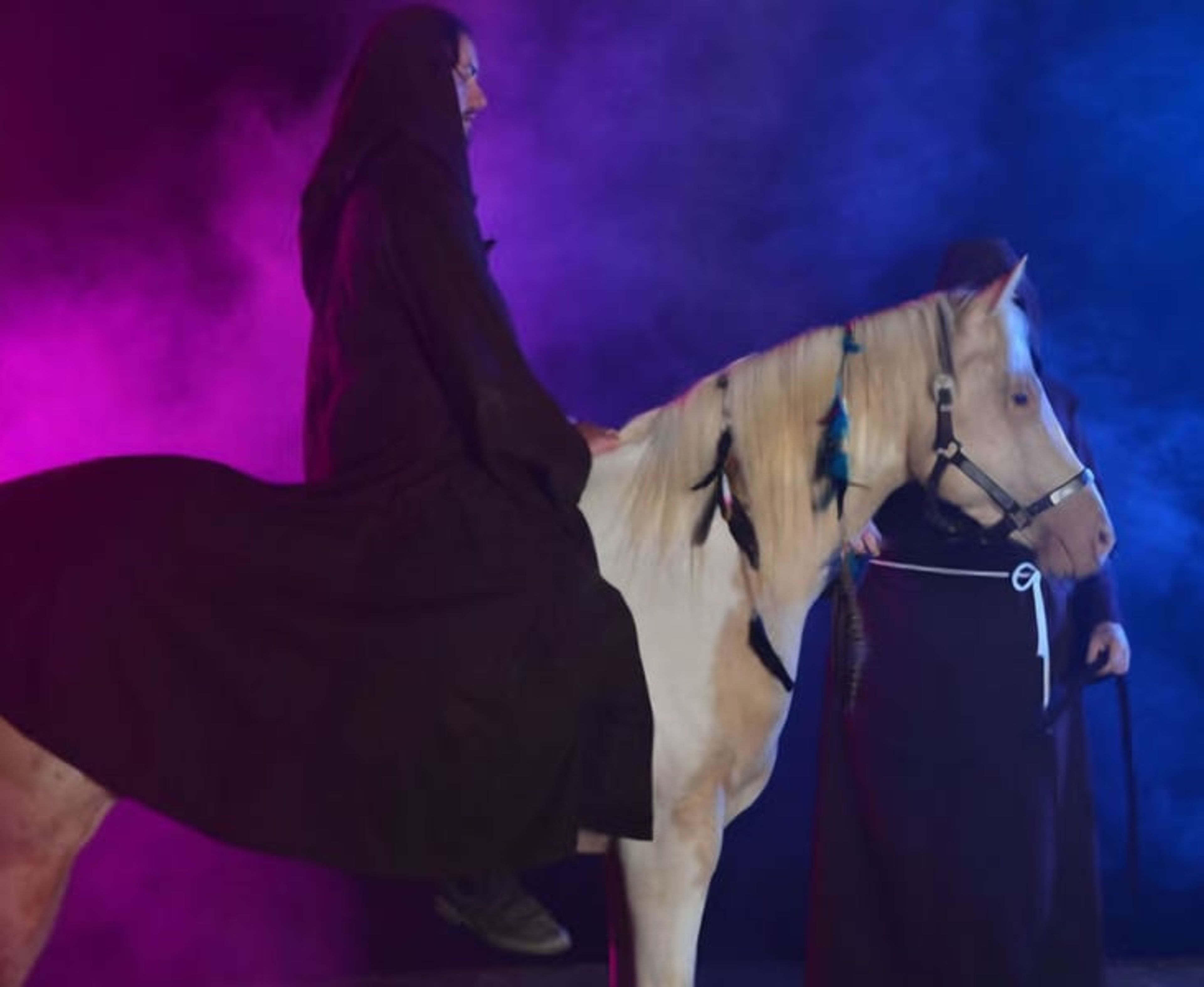 Homozygous Champagne stallion - Image 5