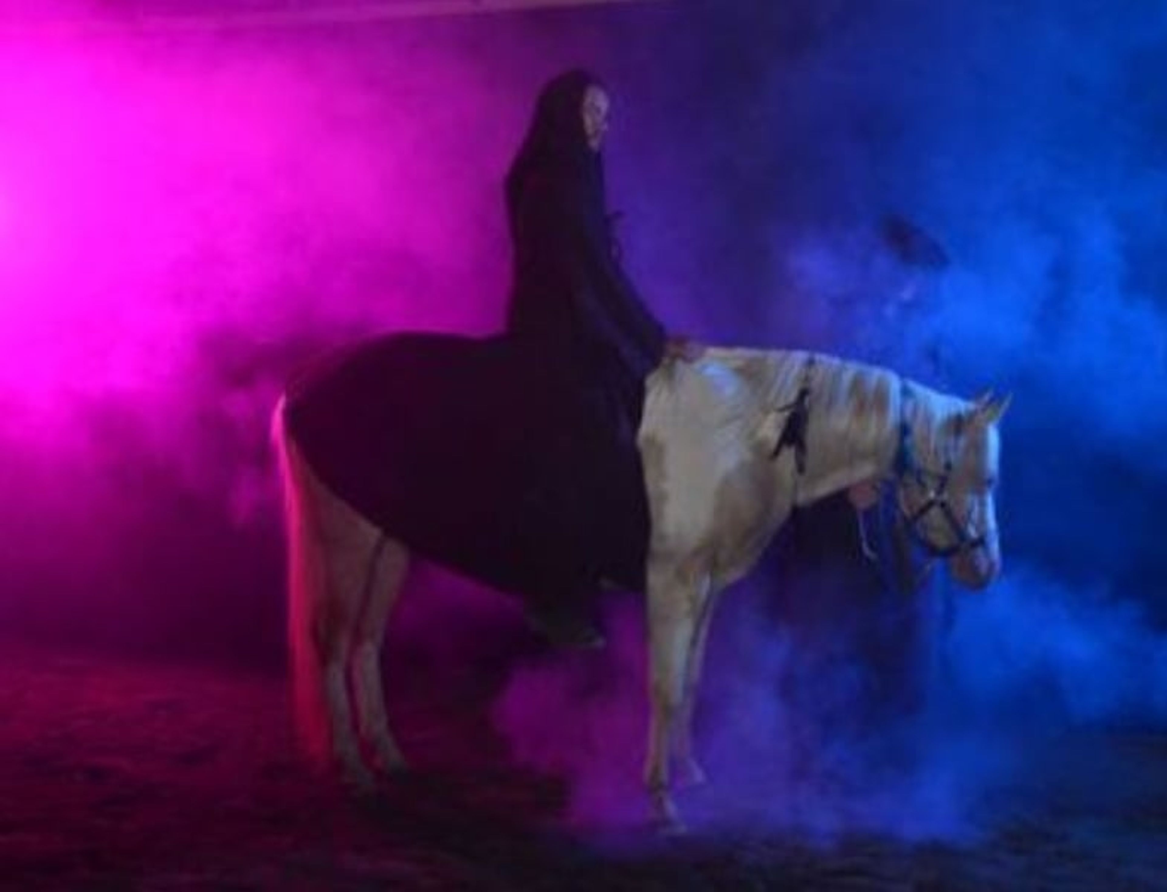 Homozygous Champagne stallion - Image 6