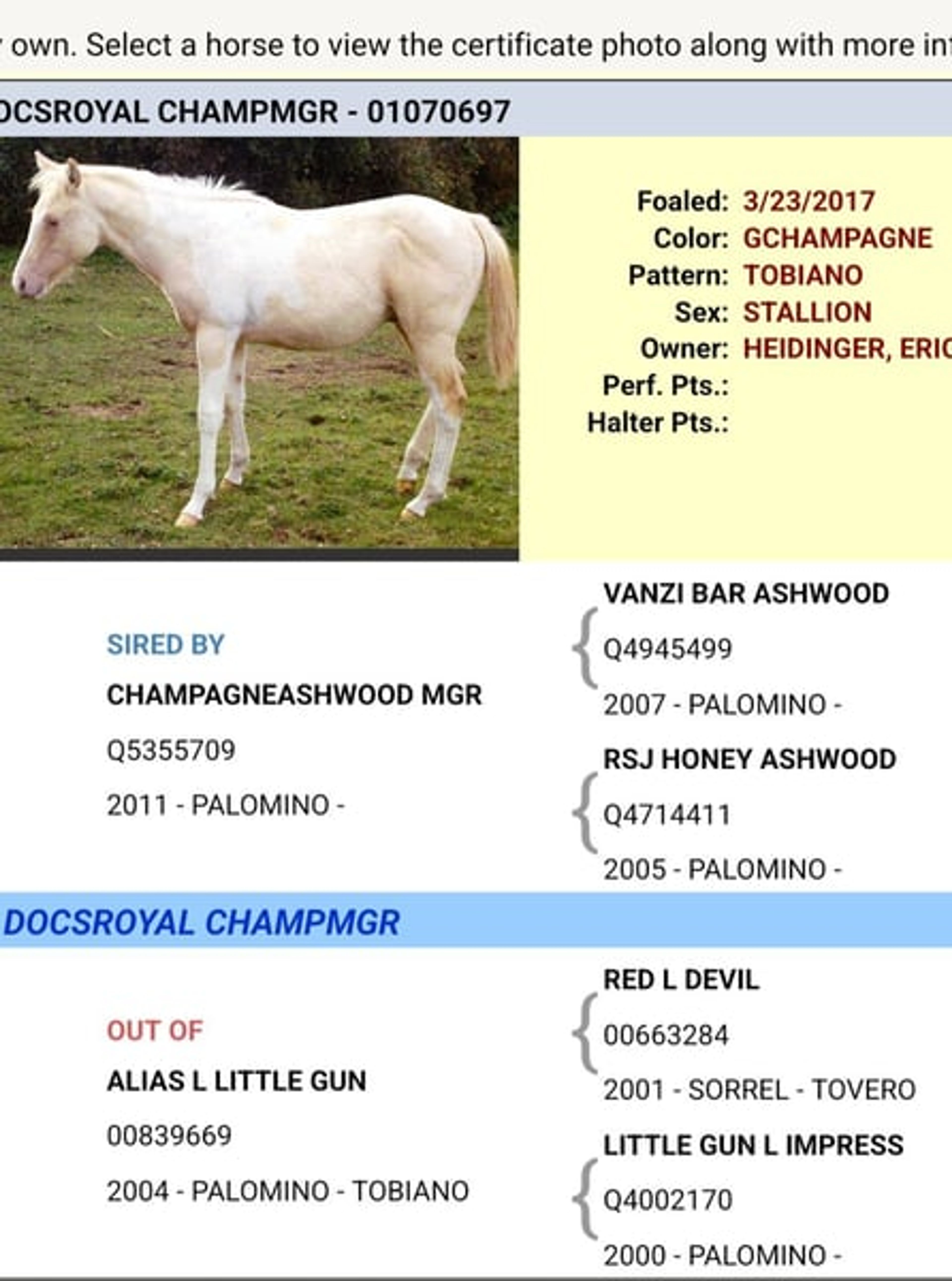 Homozygous Champagne stallion - Image 7