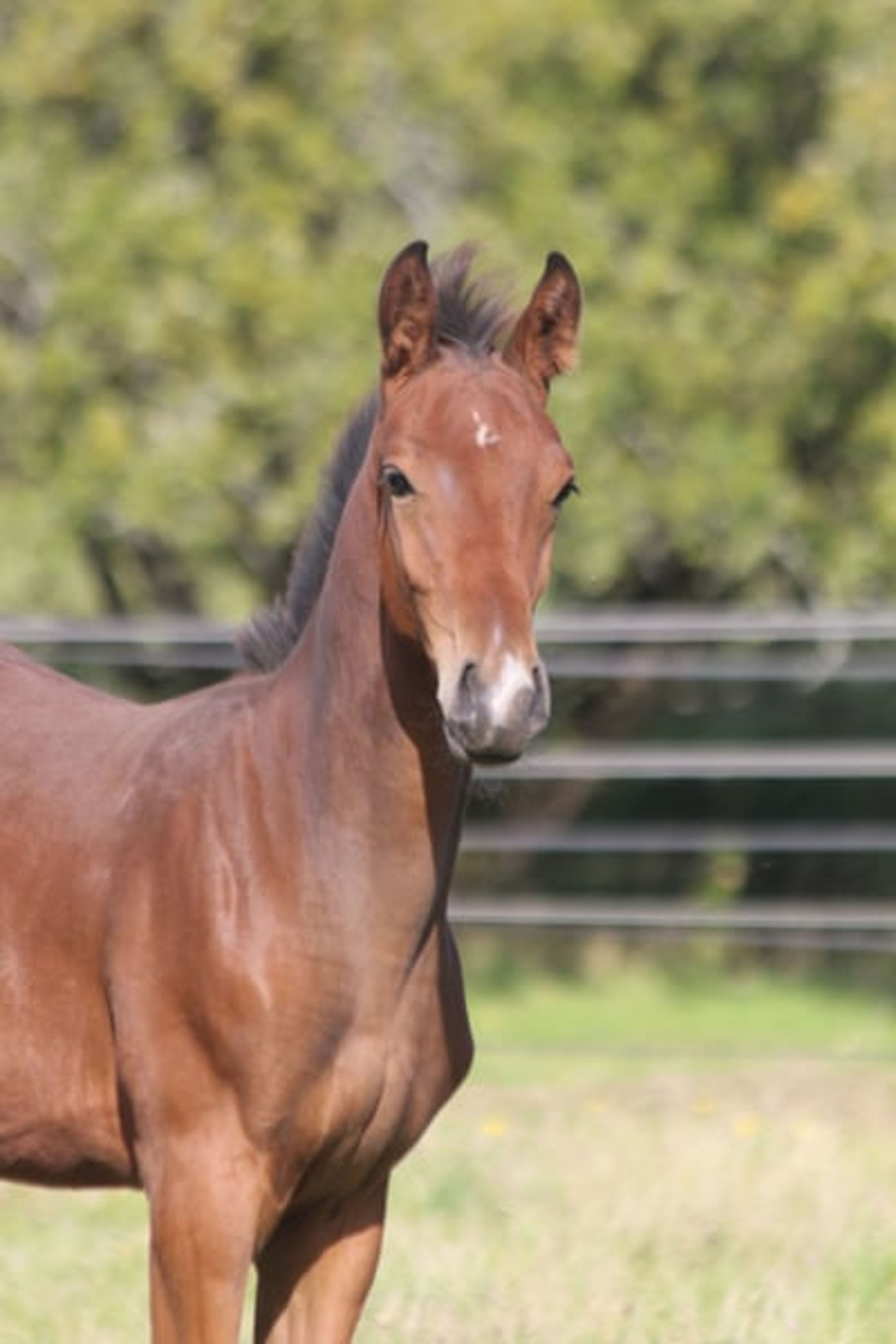 Colt from a highly successful dam line