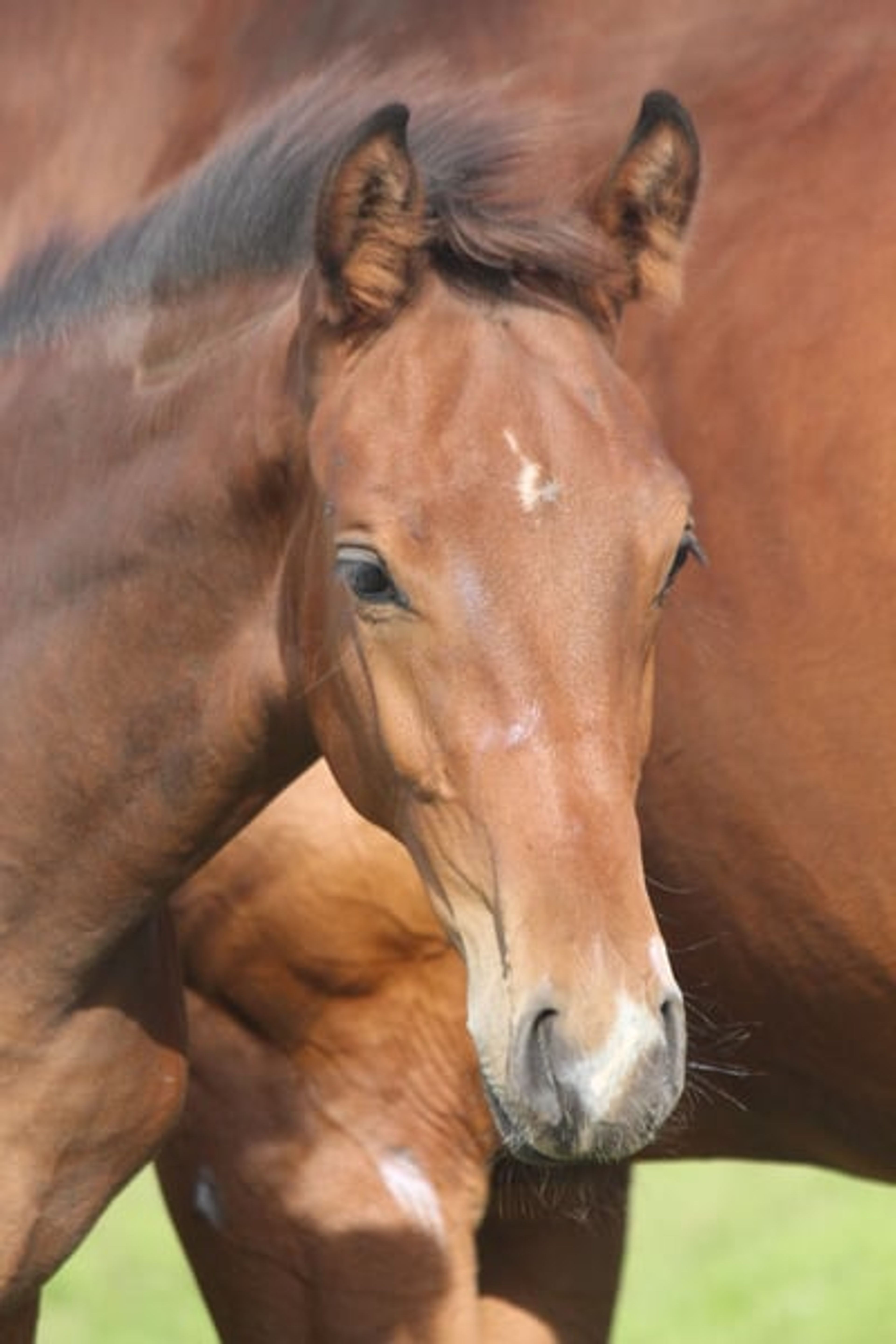 Colt from a highly successful dam line - Image 2