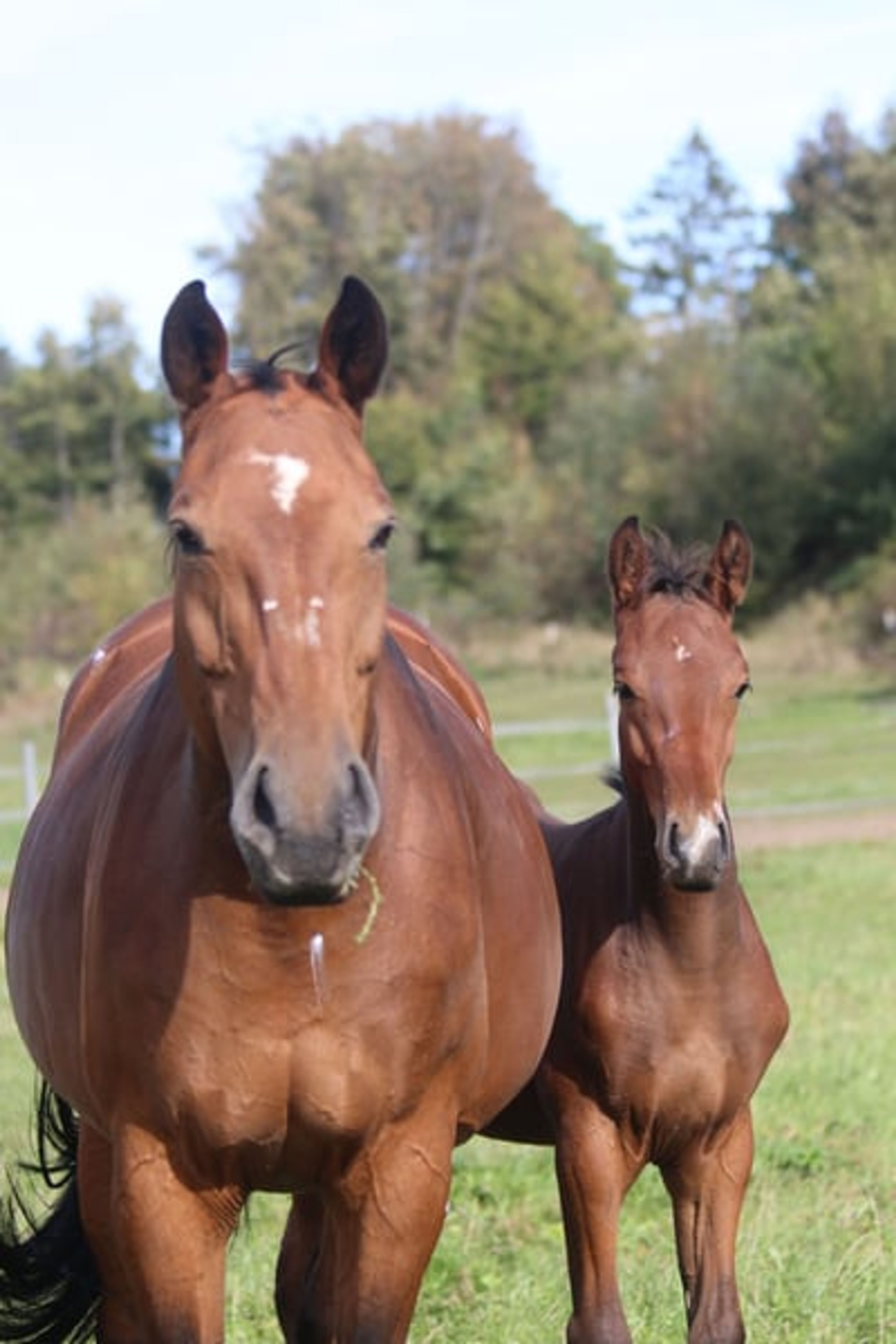Colt from a highly successful dam line - Image 4
