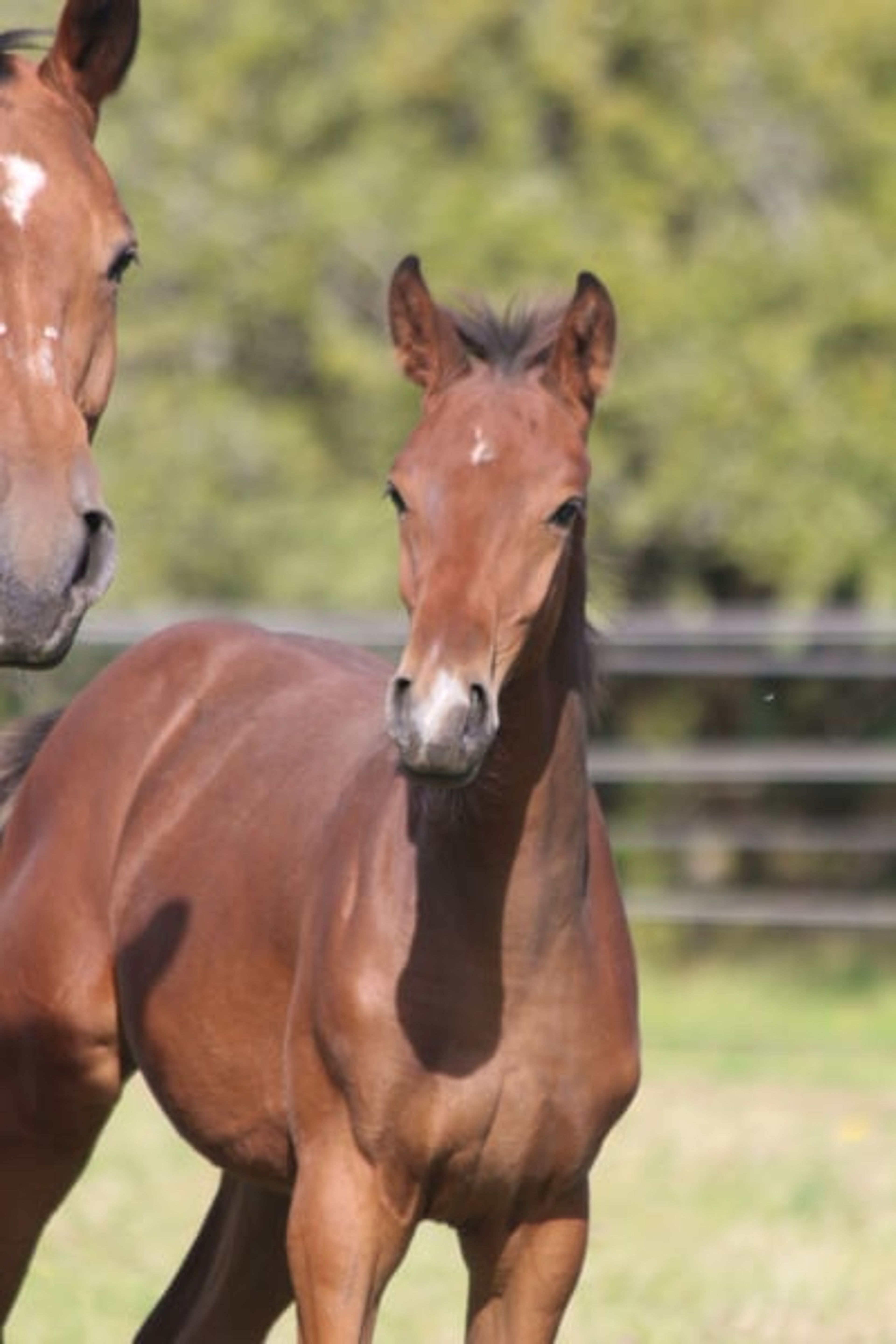 Colt from a highly successful dam line - Image 5