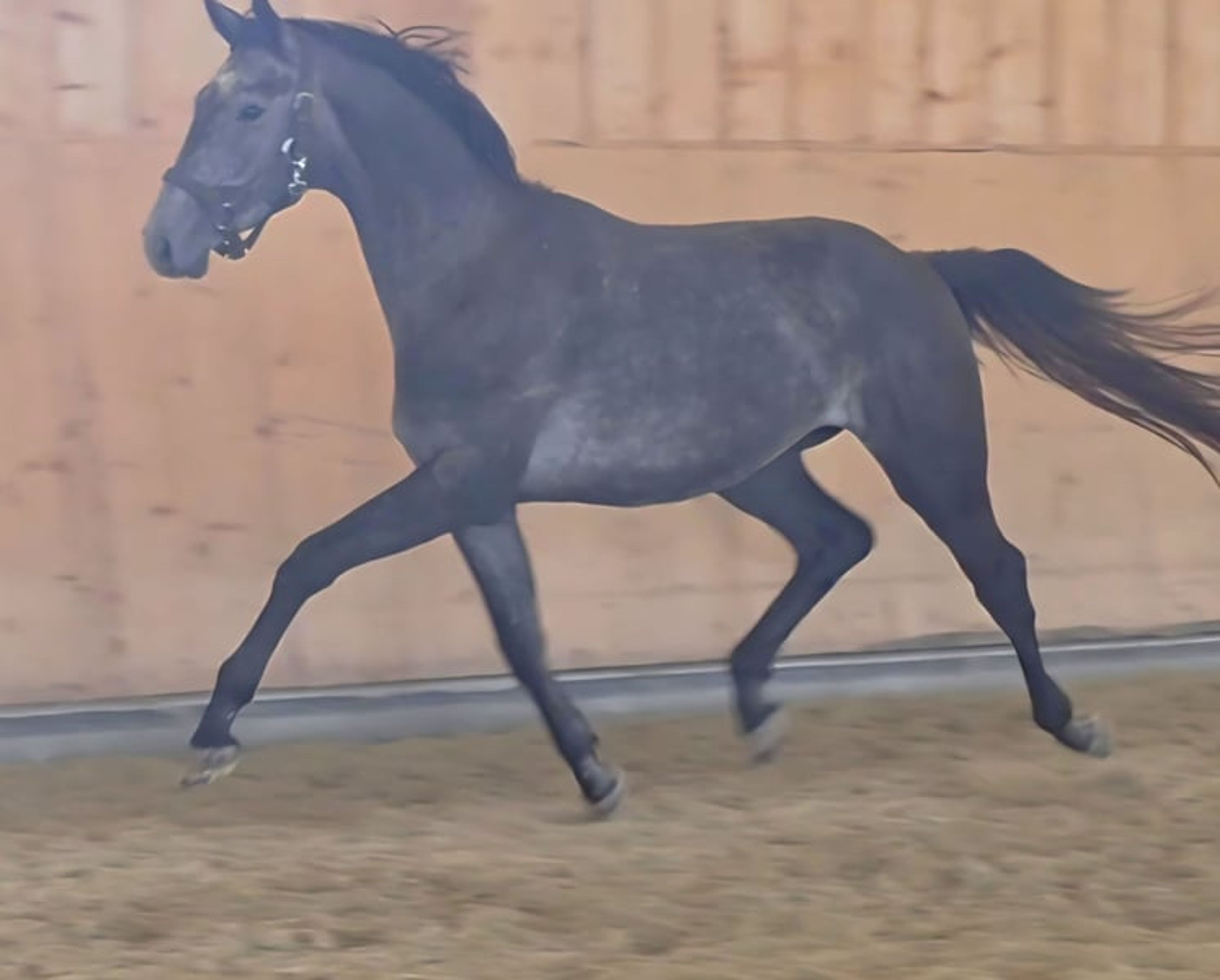 Fidertanz grey gelding