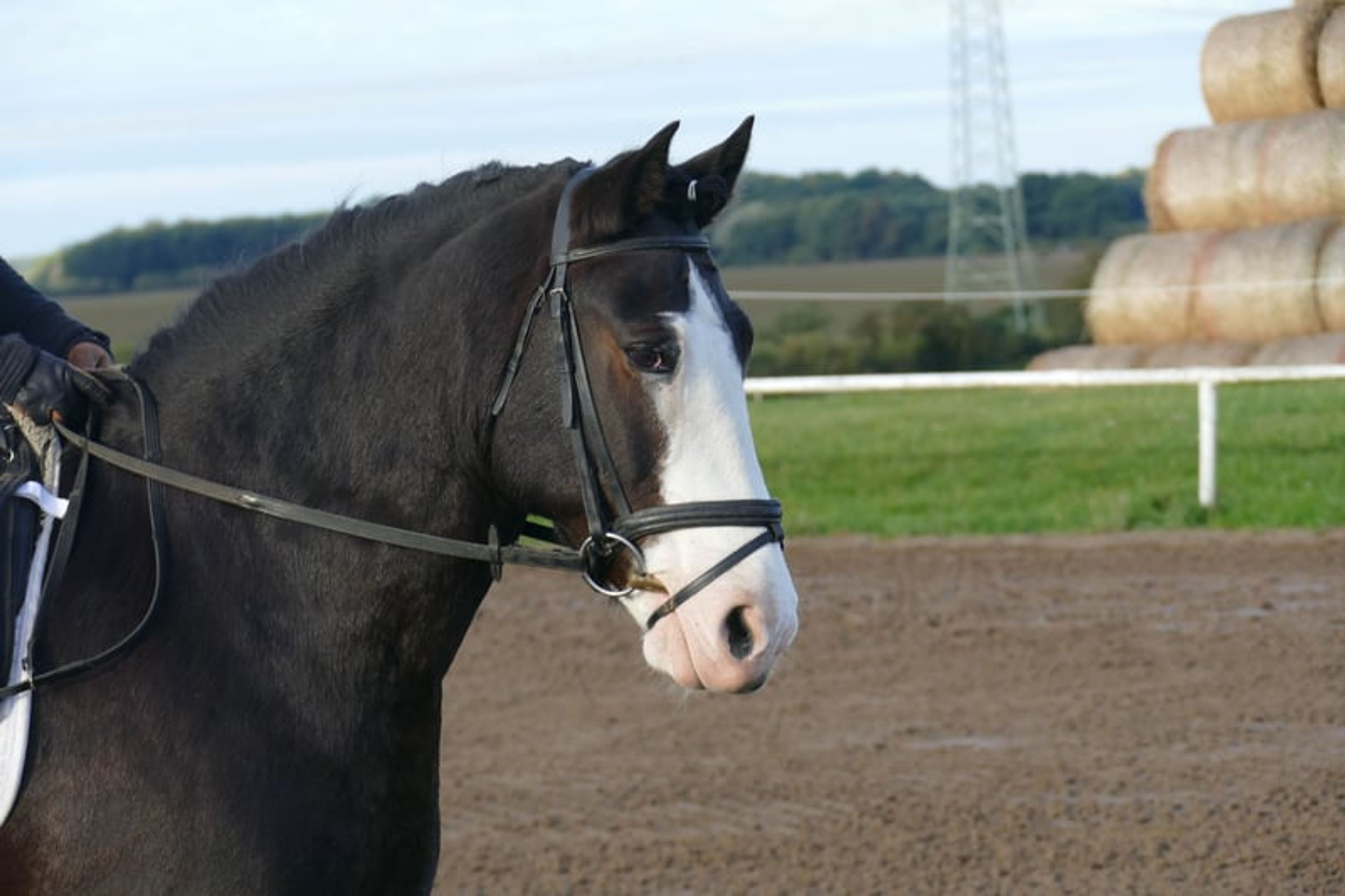 Absolutely reliable children’s and beginner’s schoolmaster