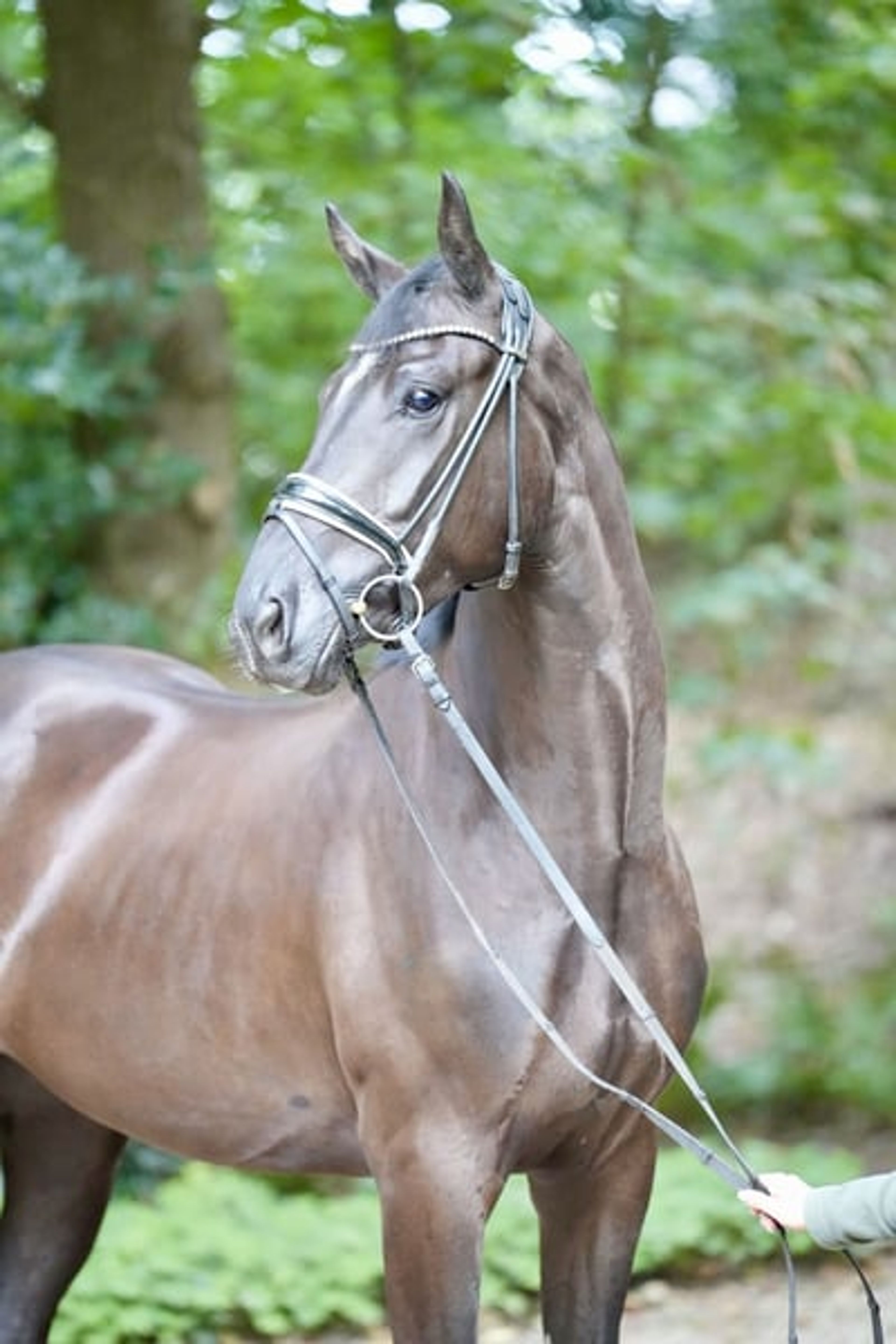 3-year-old dark bay gelding to fall in love with