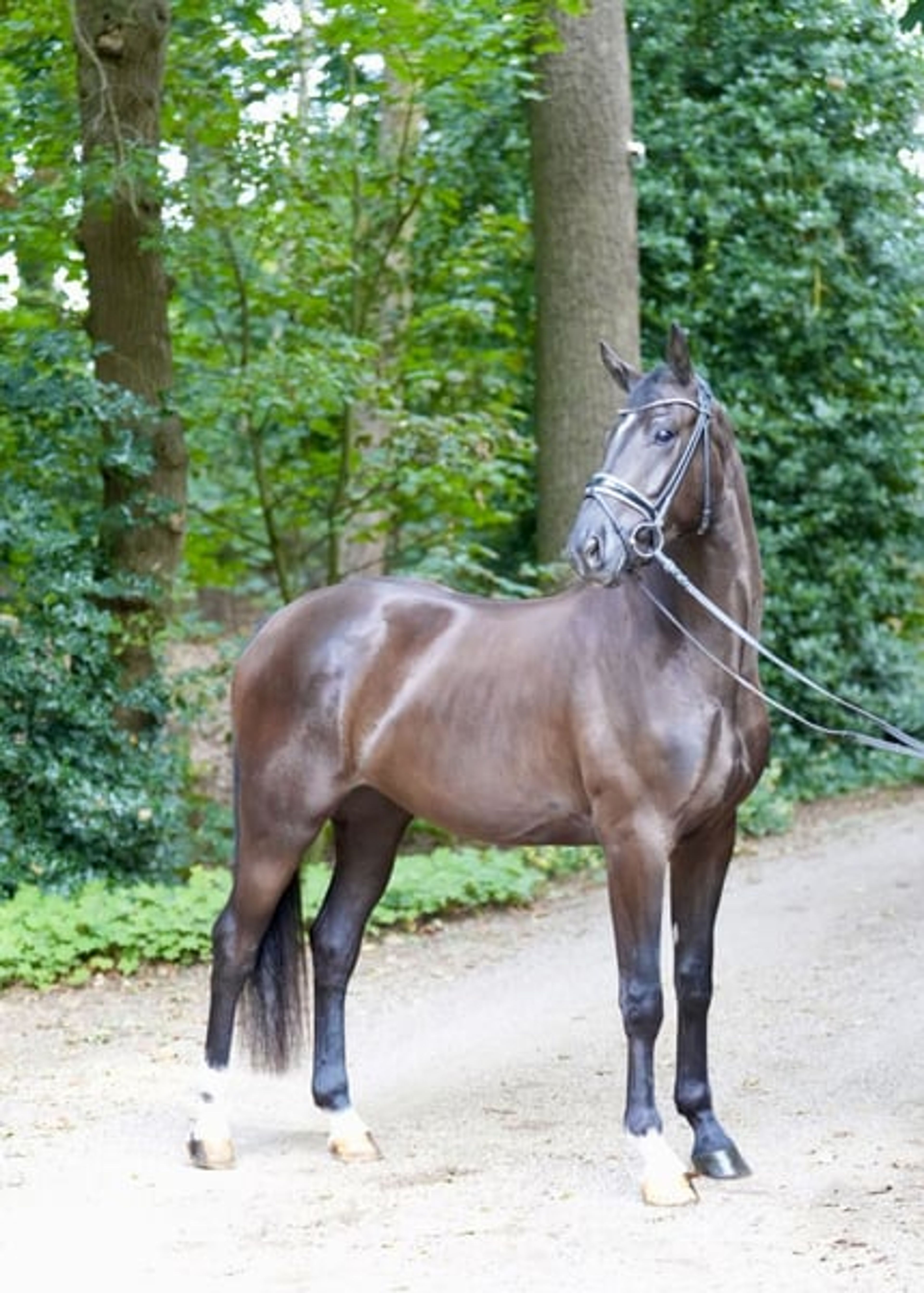 3-year-old dark bay gelding to fall in love with - Image 2