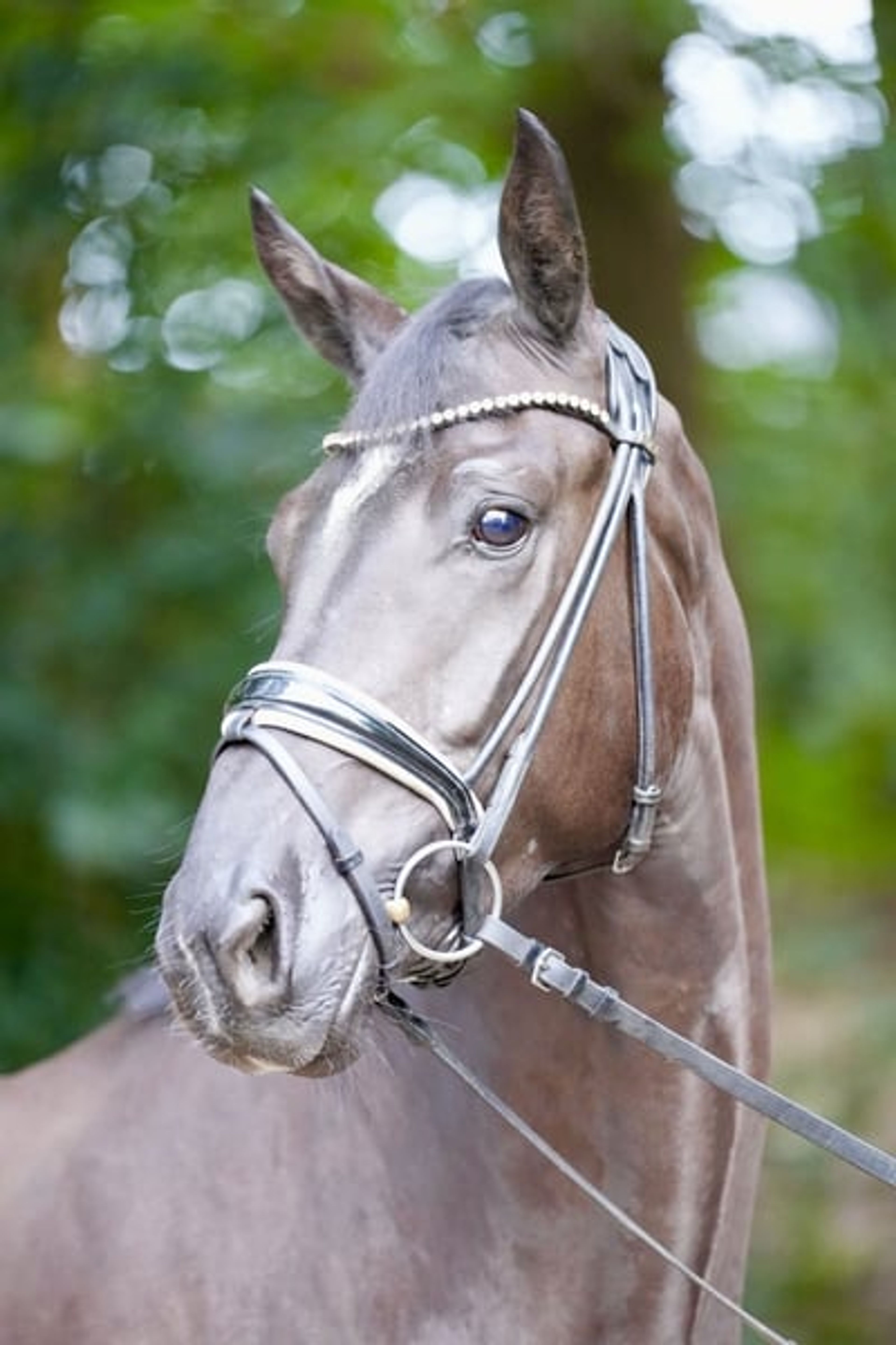 3-year-old dark bay gelding to fall in love with - Image 3