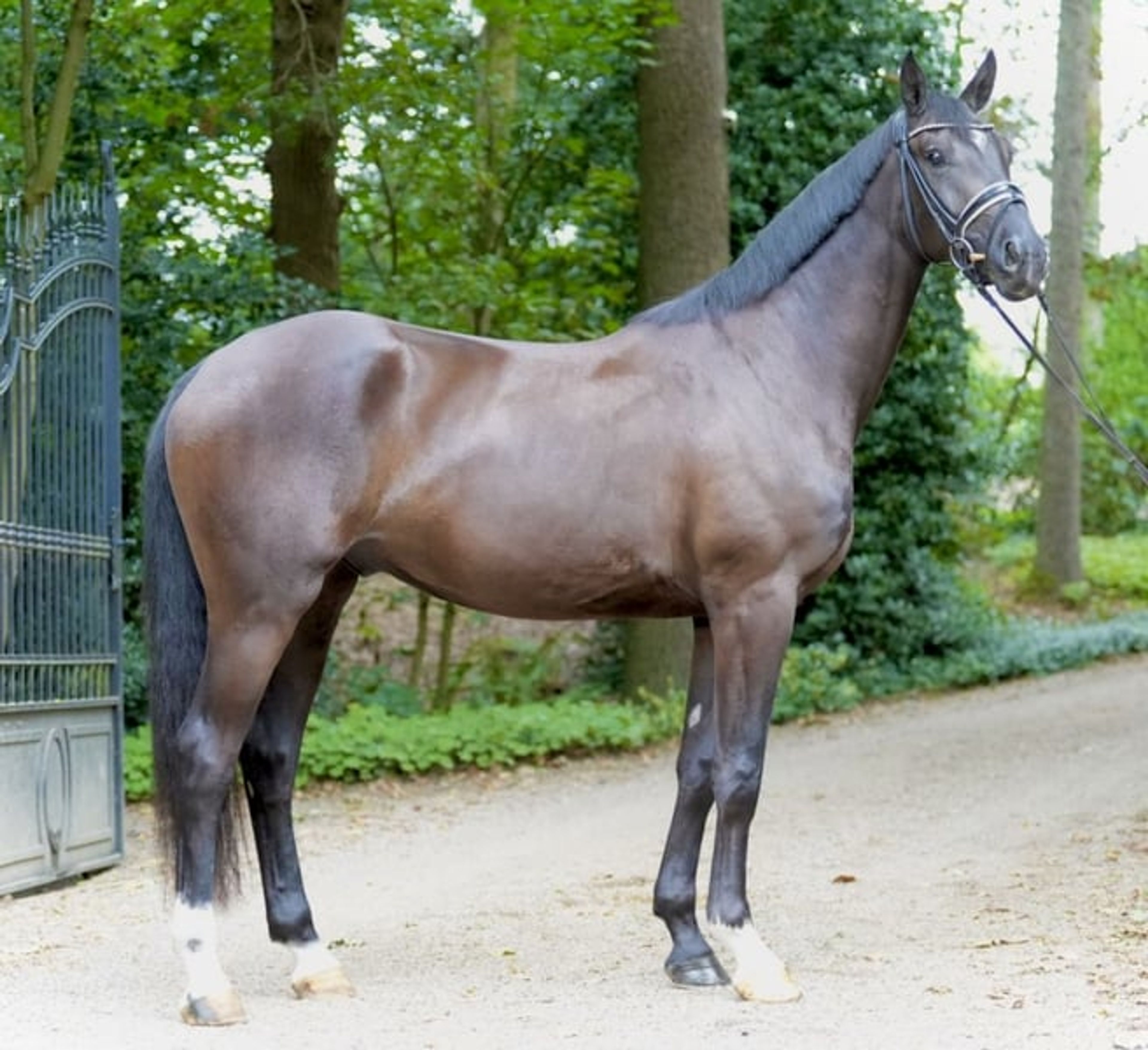 3-year-old dark bay gelding to fall in love with - Image 4