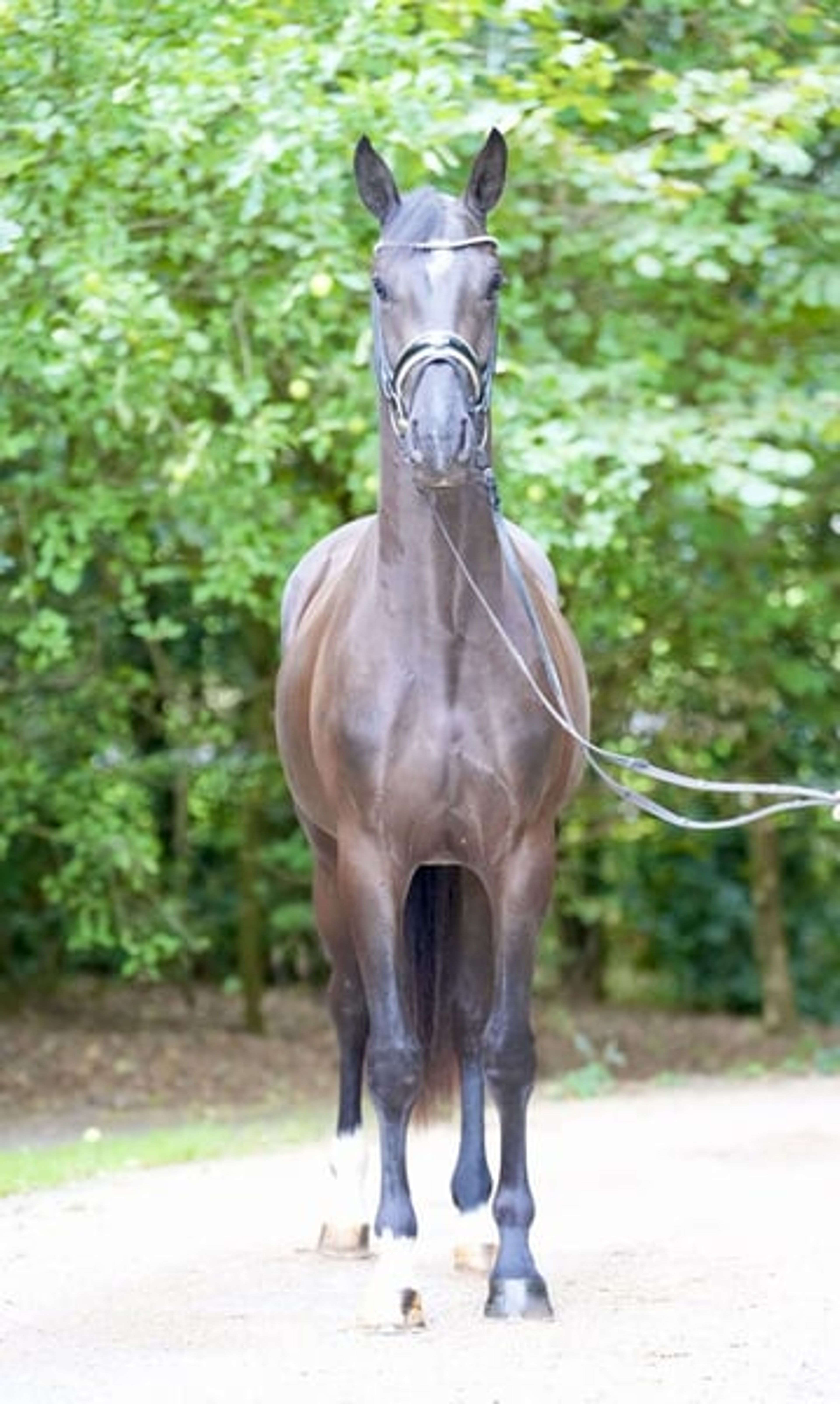 3-year-old dark bay gelding to fall in love with - Image 5