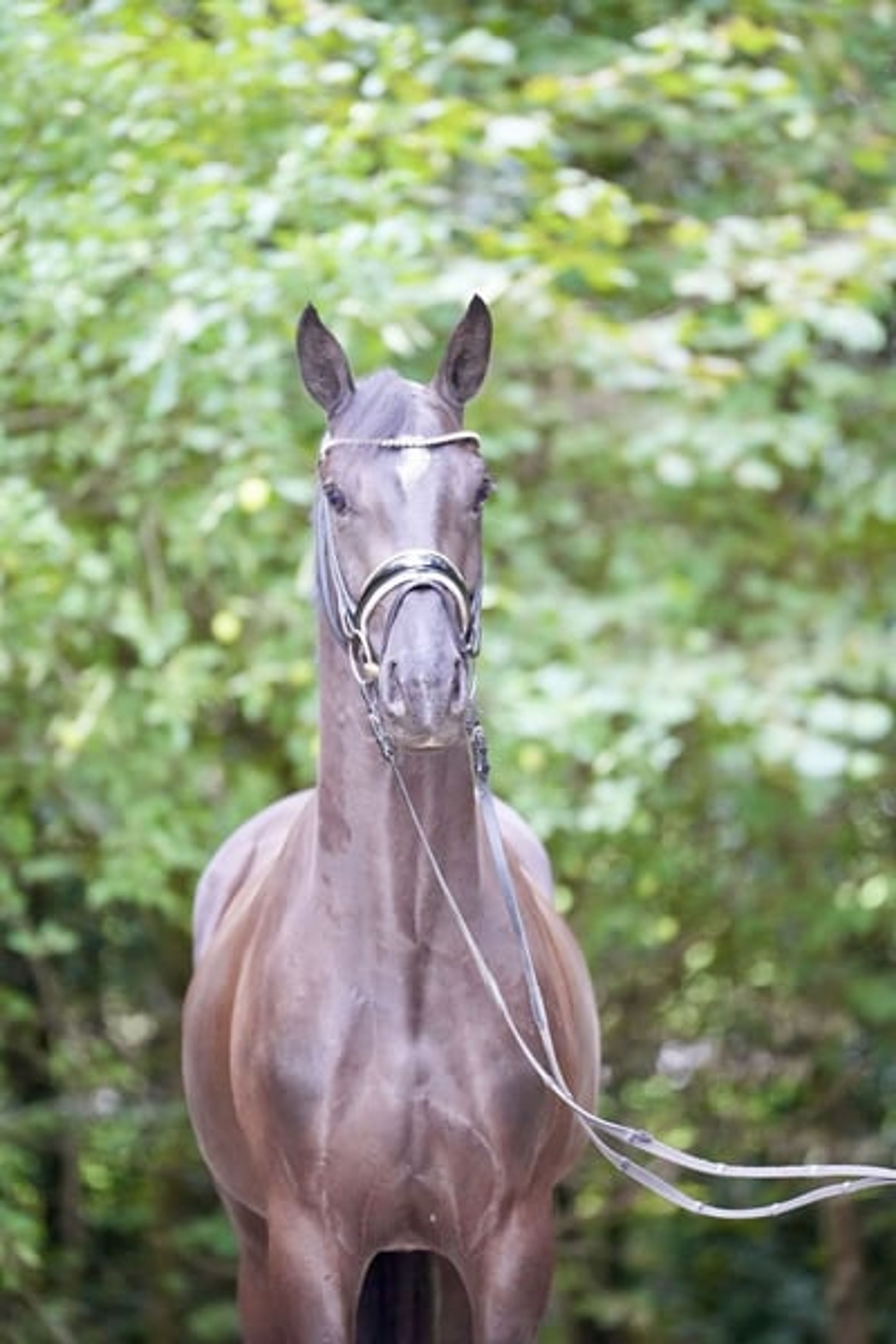 3-year-old dark bay gelding to fall in love with - Image 6