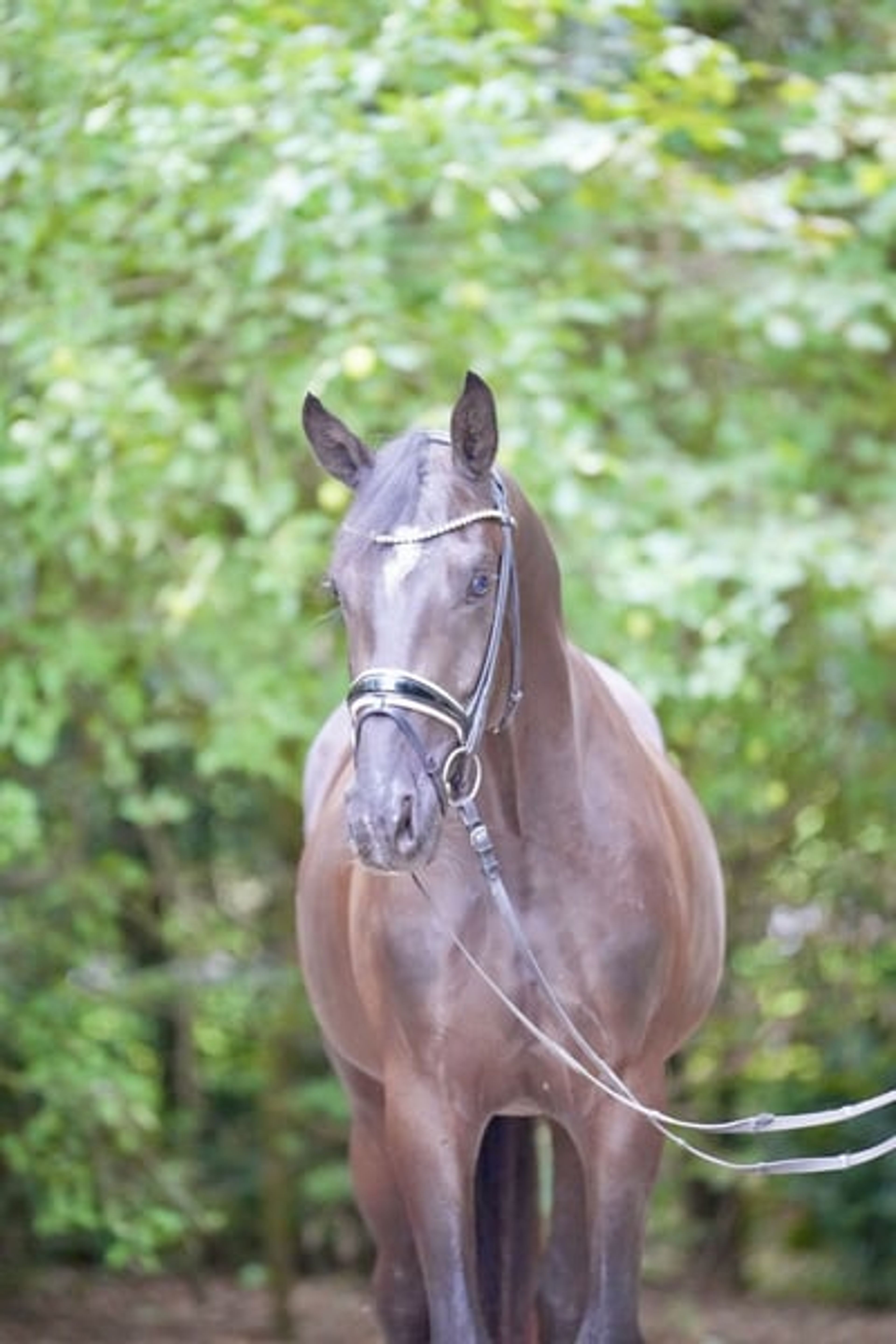 3-year-old dark bay gelding to fall in love with - Image 7