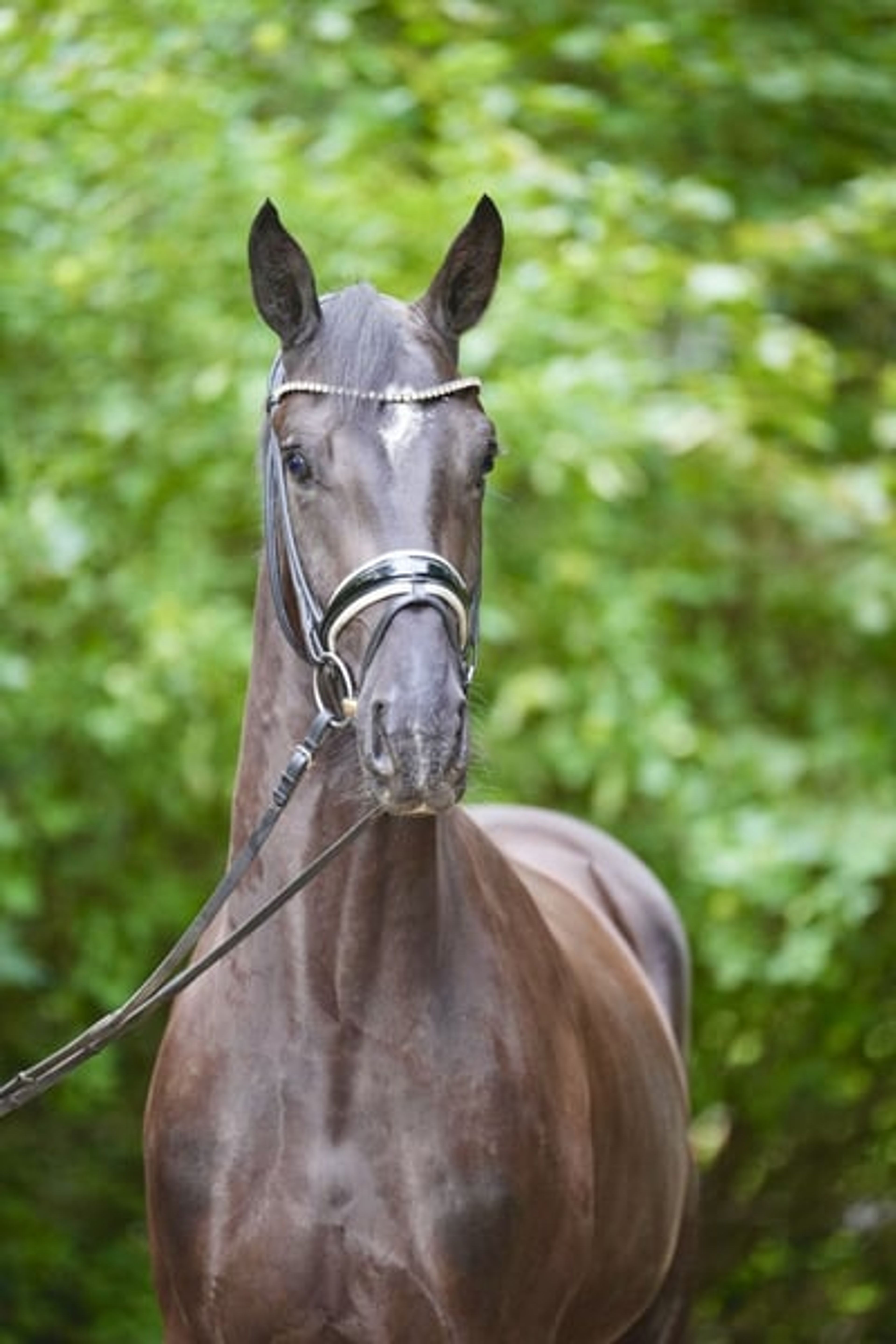 3-year-old dark bay gelding to fall in love with - Image 8