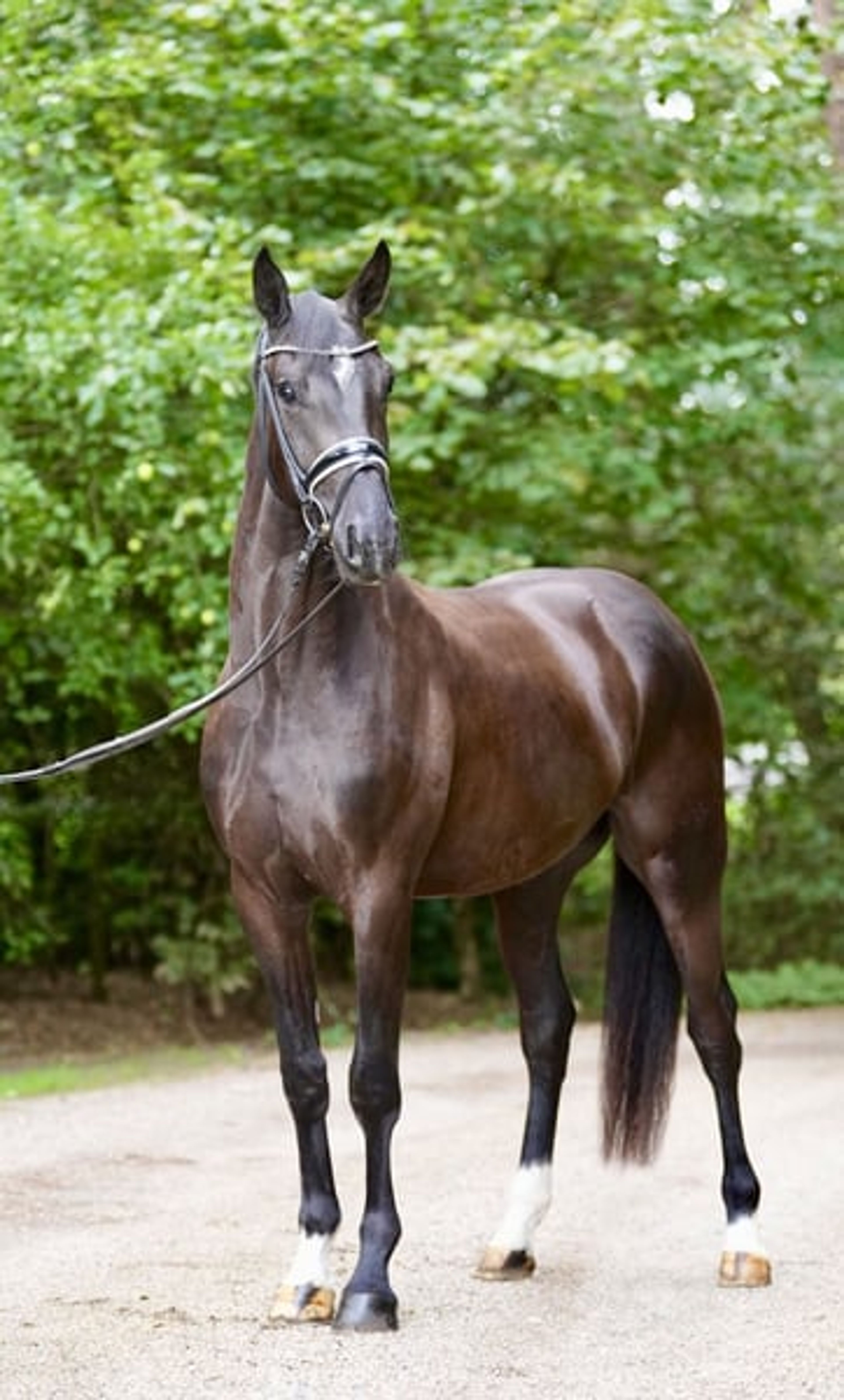 3-year-old dark bay gelding to fall in love with - Image 9