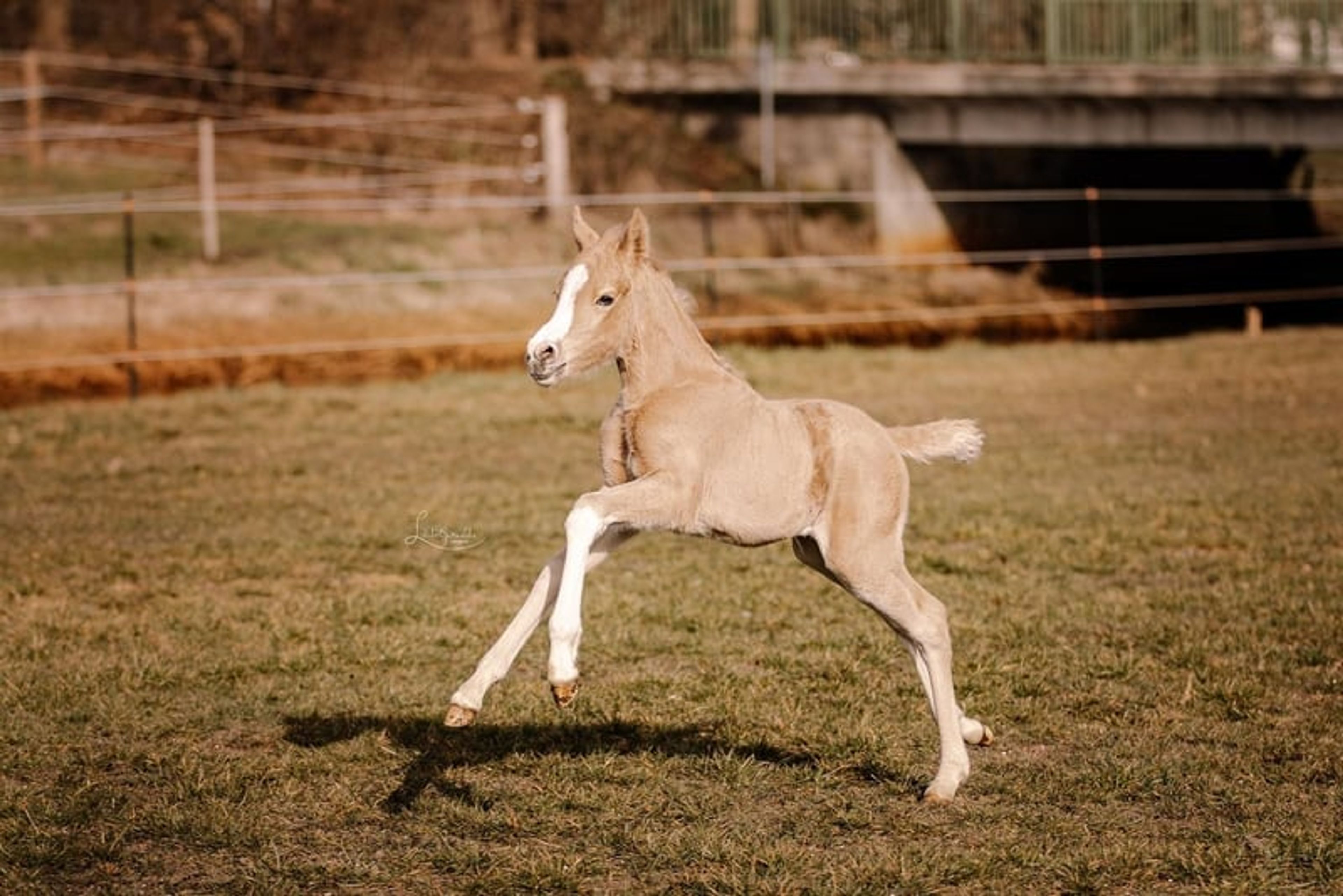 Palomino Riding Pony Filly