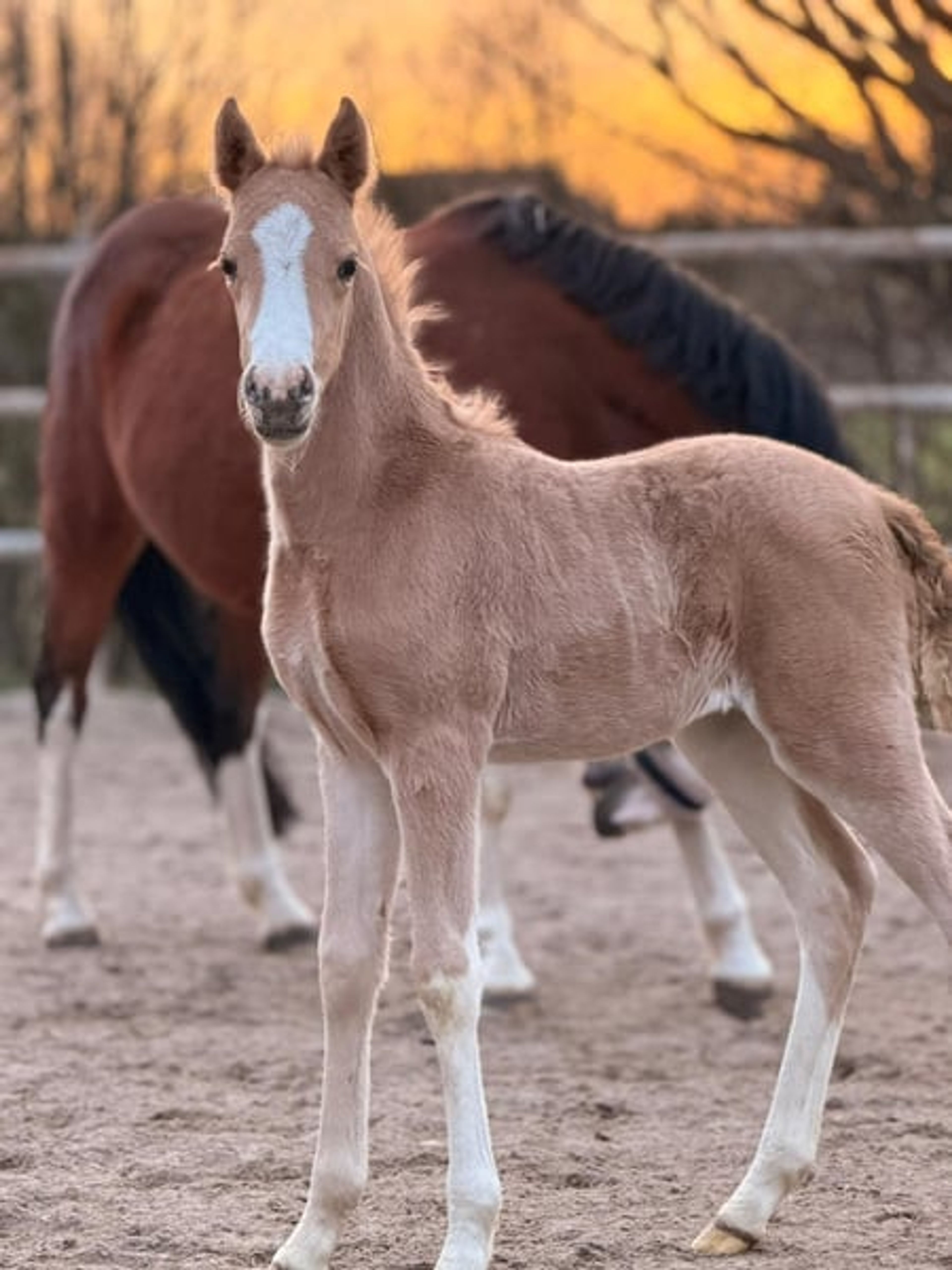 Palomino Riding Pony Filly - Image 2