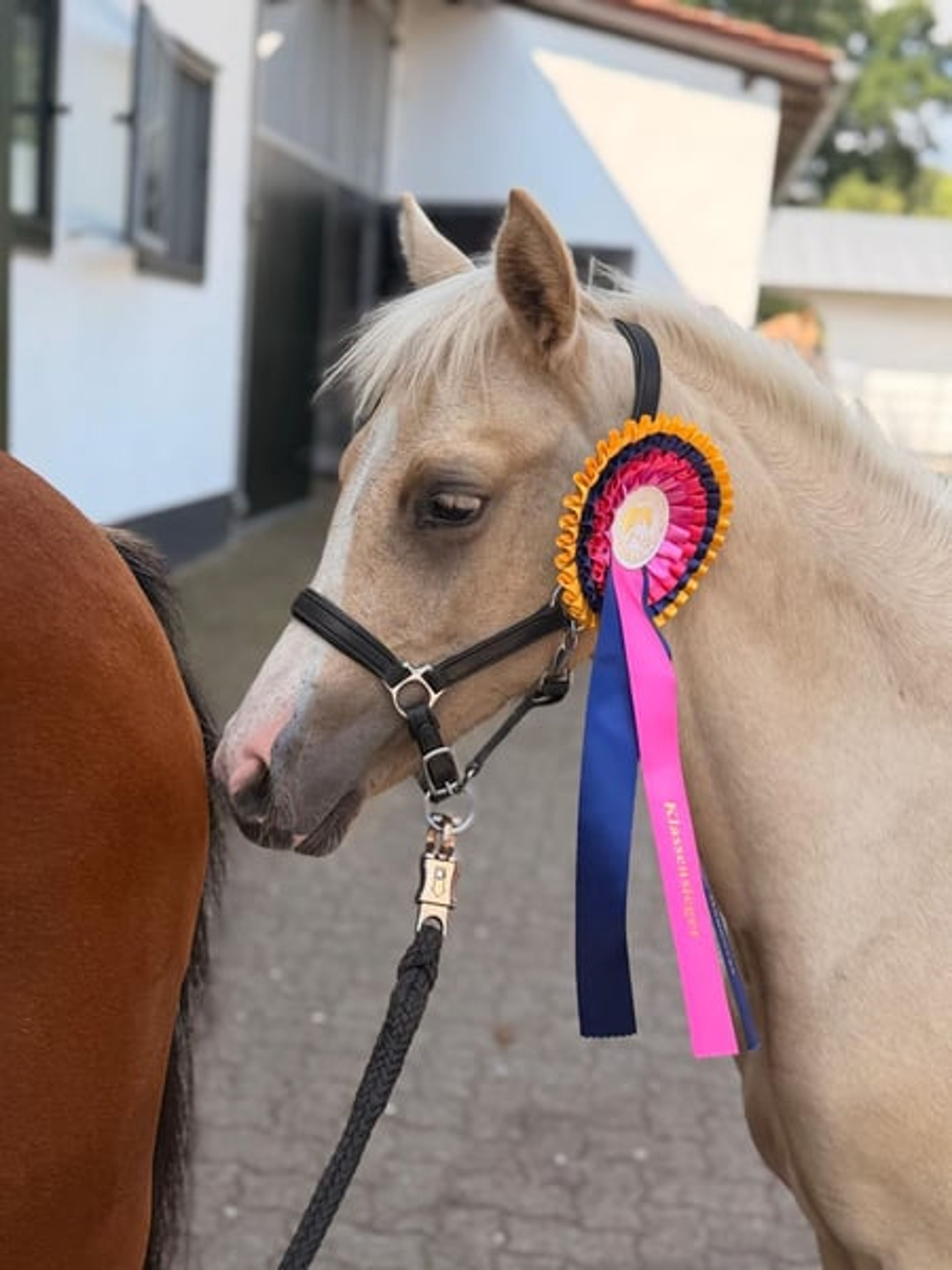 Palomino Riding Pony Filly - Image 3