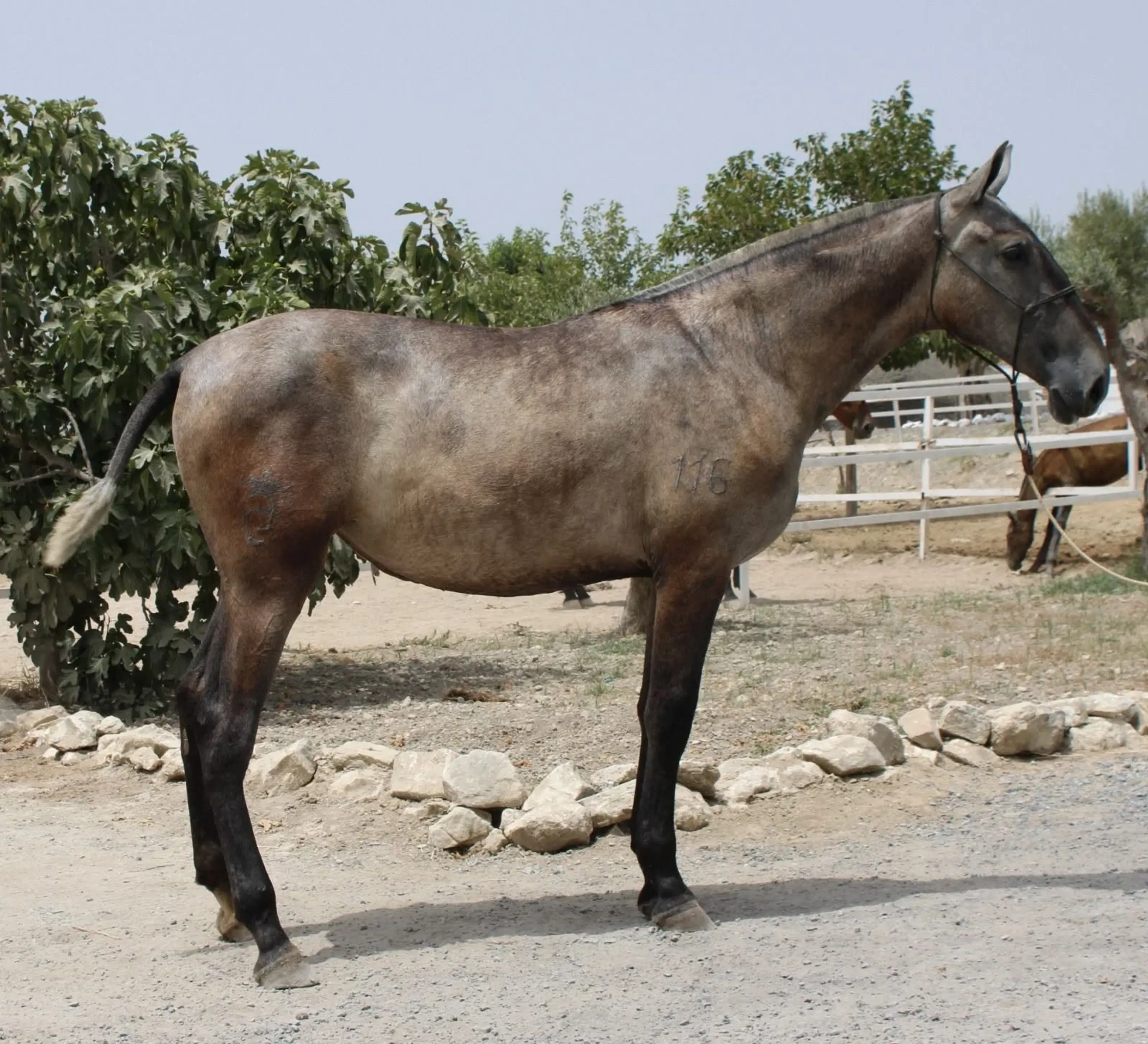XERAZANA ARENAS - Image 1