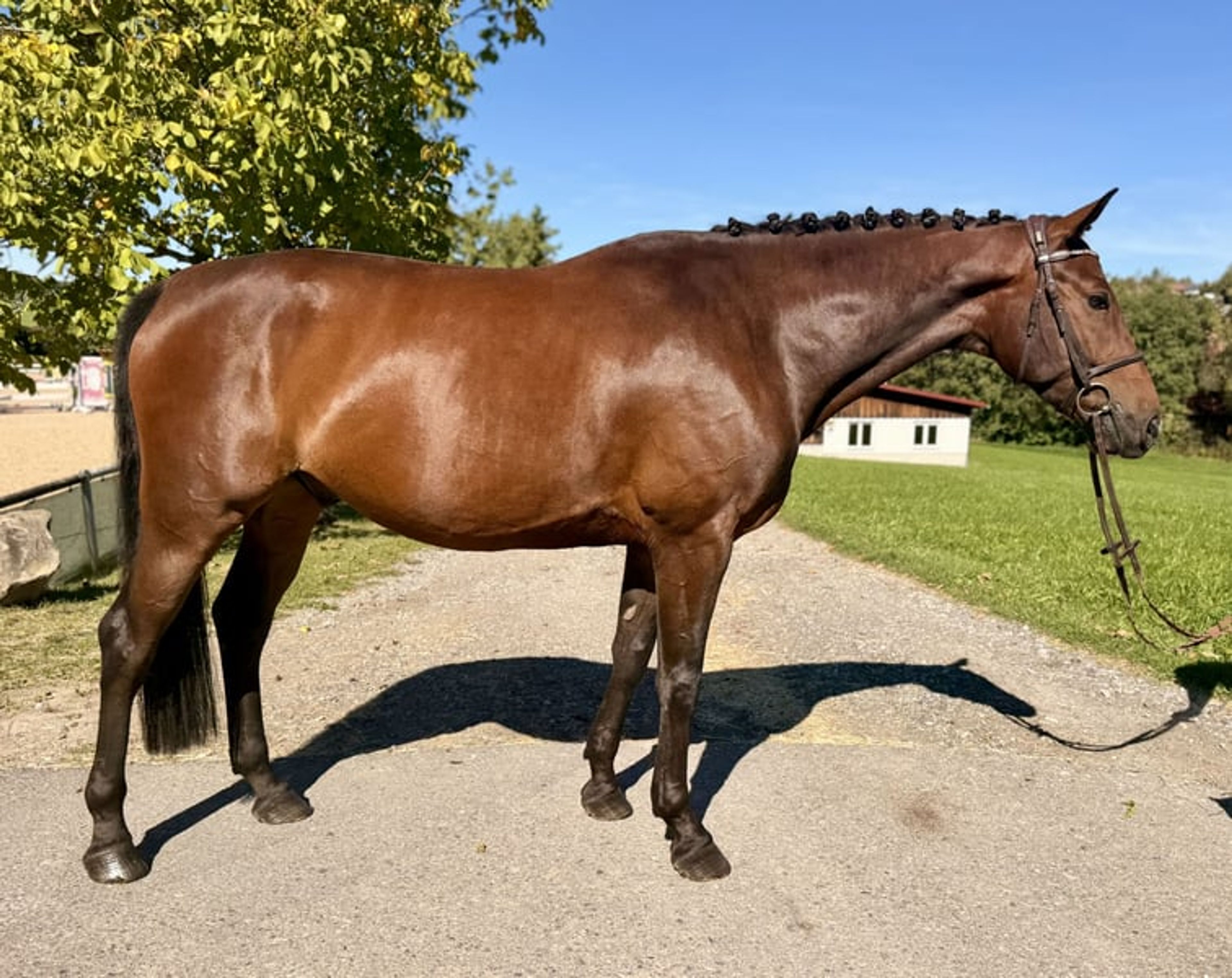 Winning youngster – dam internationally placed at 1.45 m - Image 2