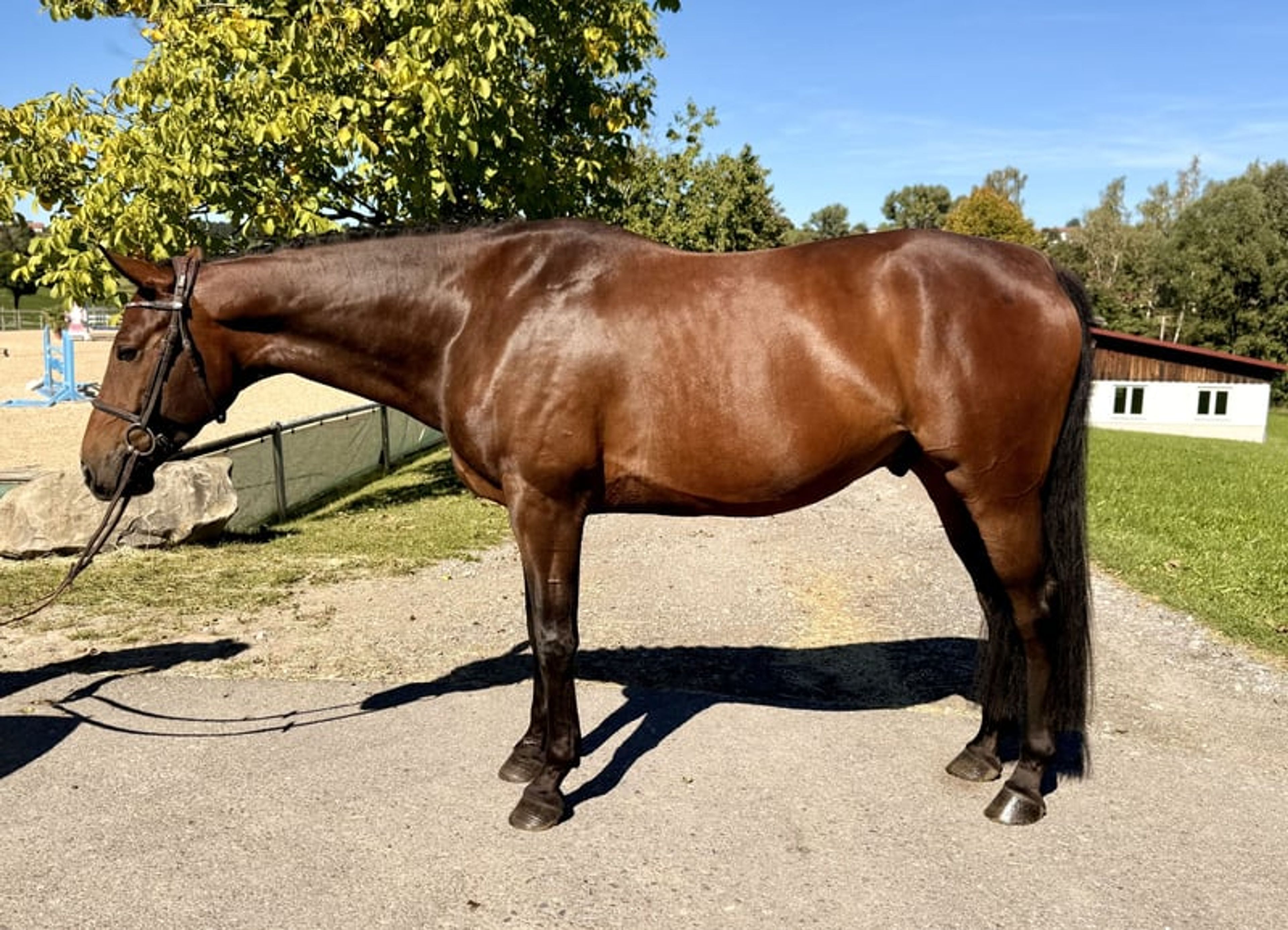 Winning youngster – dam internationally placed at 1.45 m - Image 3