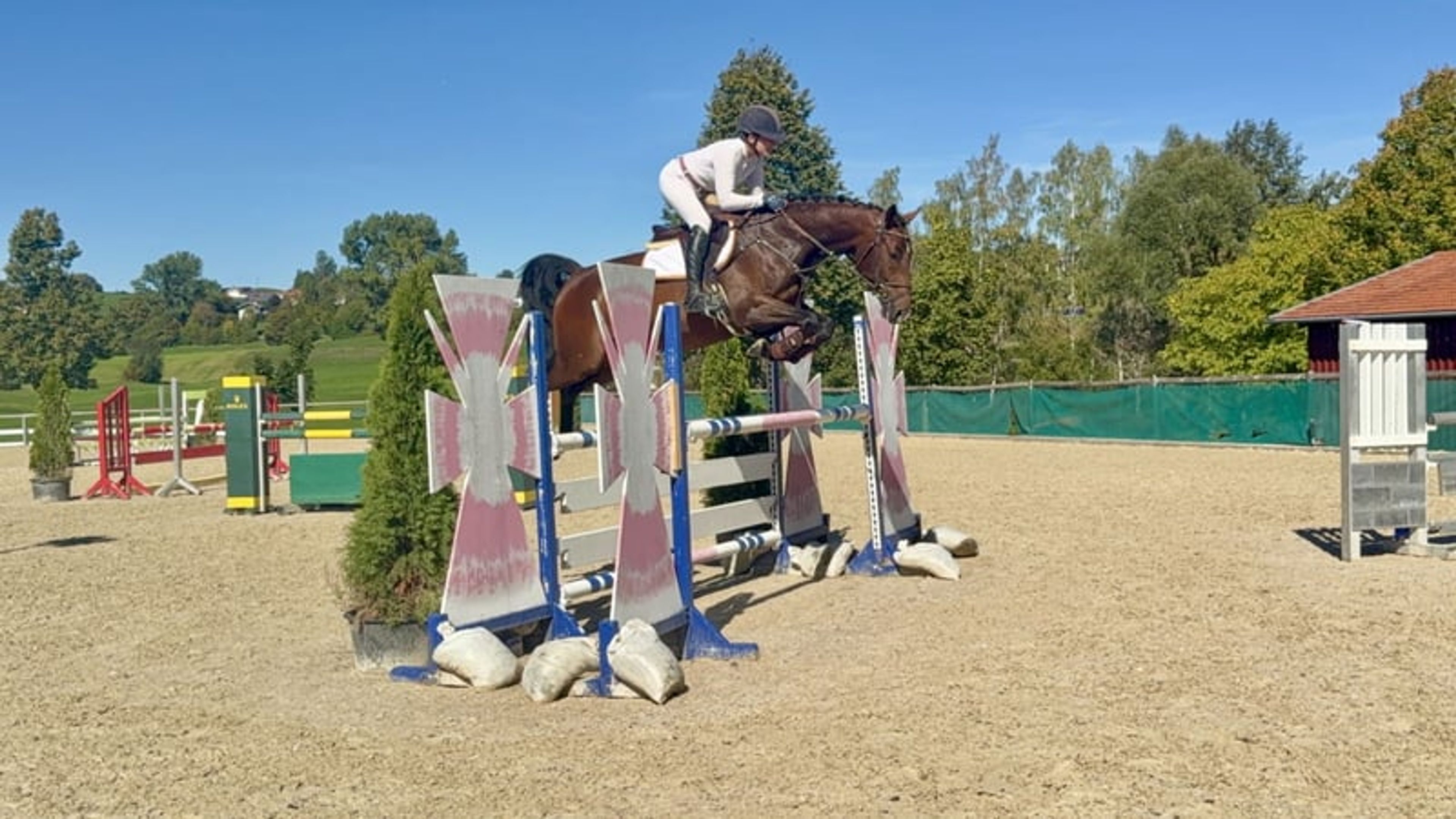 Winning youngster – dam internationally placed at 1.45 m - Image 4