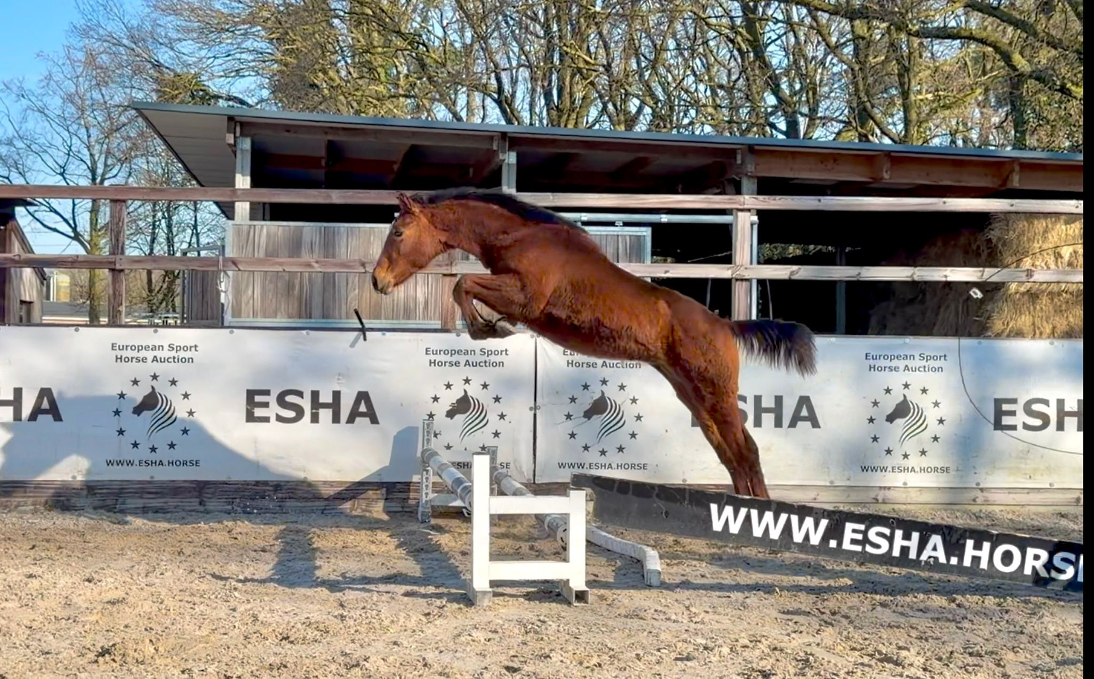 Ctefidas de L'esperance (DIDAS DE L ESPERANCE x BAMAKO DE MUZE) - Image 2