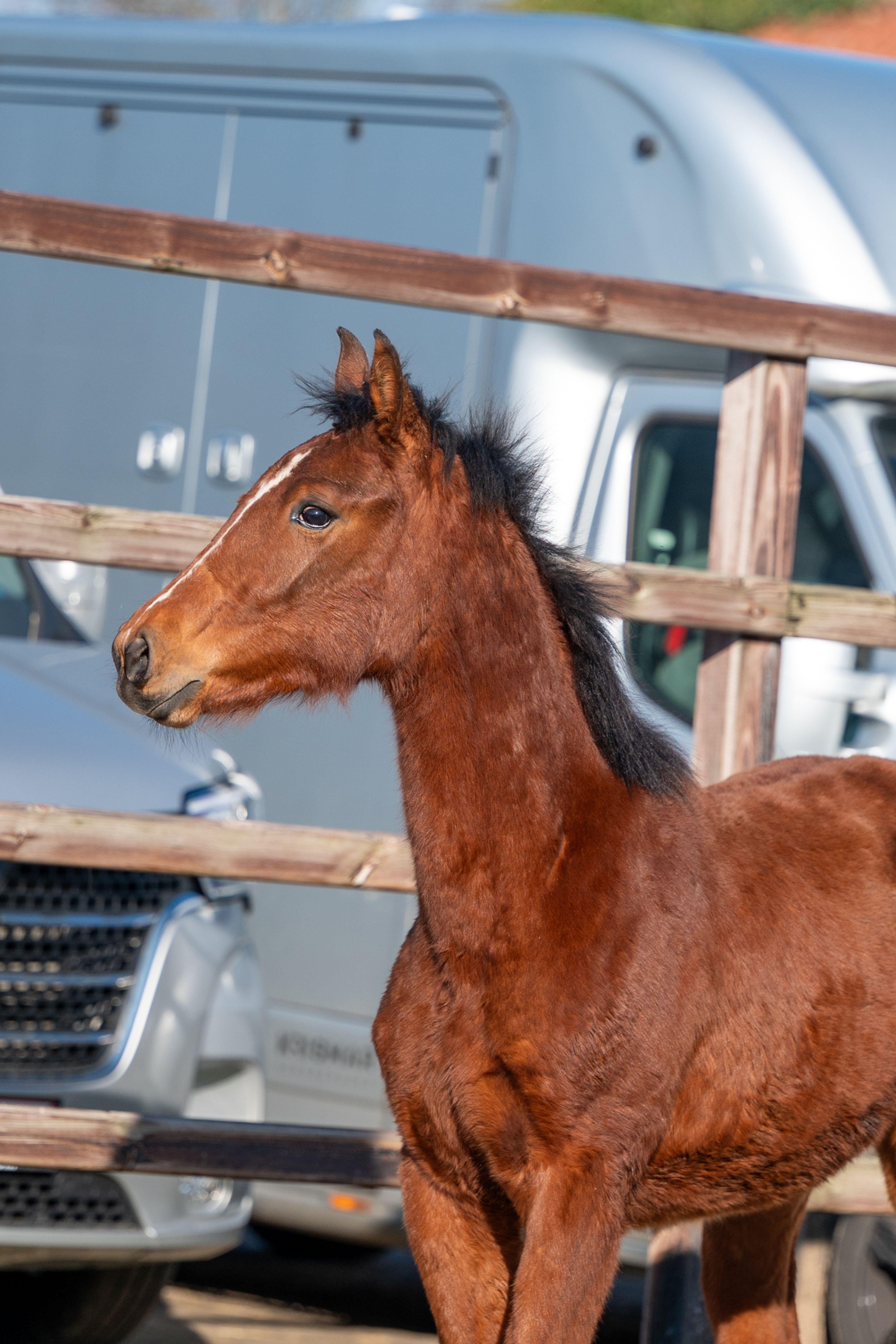 Ctefidas de L'esperance (DIDAS DE L ESPERANCE x BAMAKO DE MUZE) - Image 3