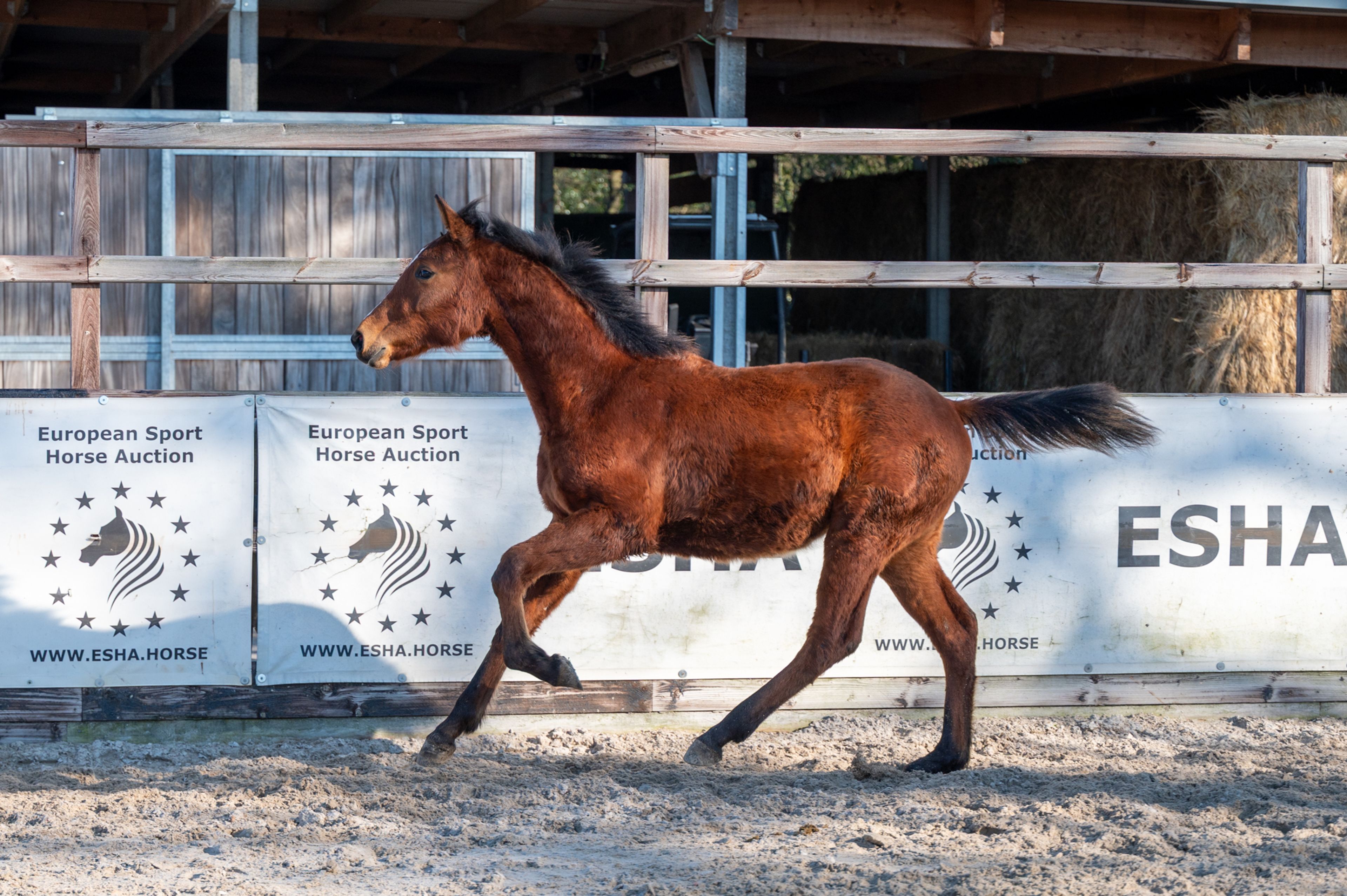 Ctefidas de L'esperance (DIDAS DE L ESPERANCE x BAMAKO DE MUZE) - Image 5