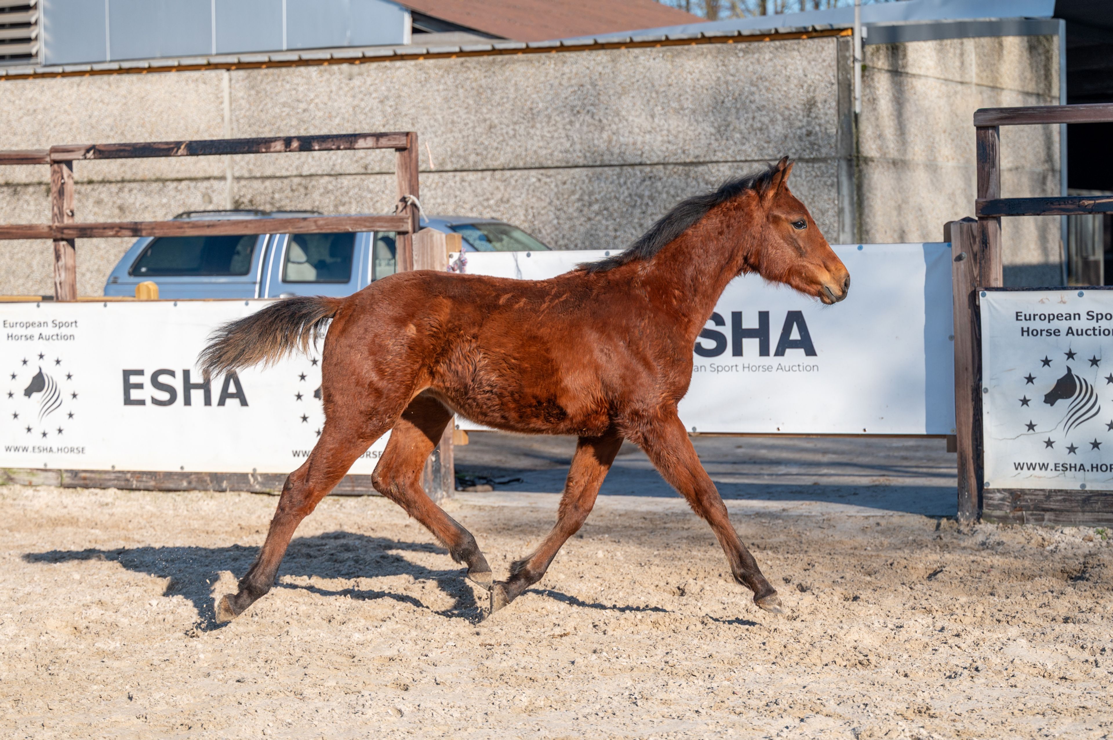 Ctefidas de L'esperance (DIDAS DE L ESPERANCE x BAMAKO DE MUZE) - Image 6