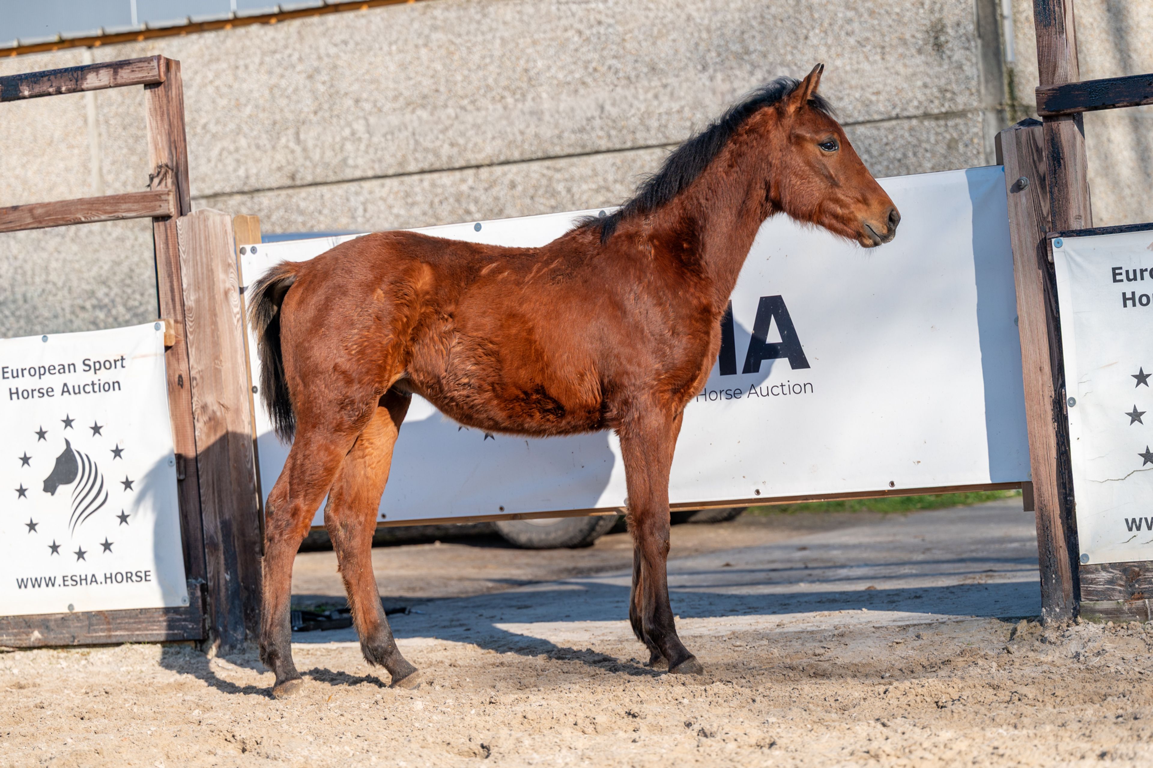 Ctefidas de L'esperance (DIDAS DE L ESPERANCE x BAMAKO DE MUZE) - Image 8