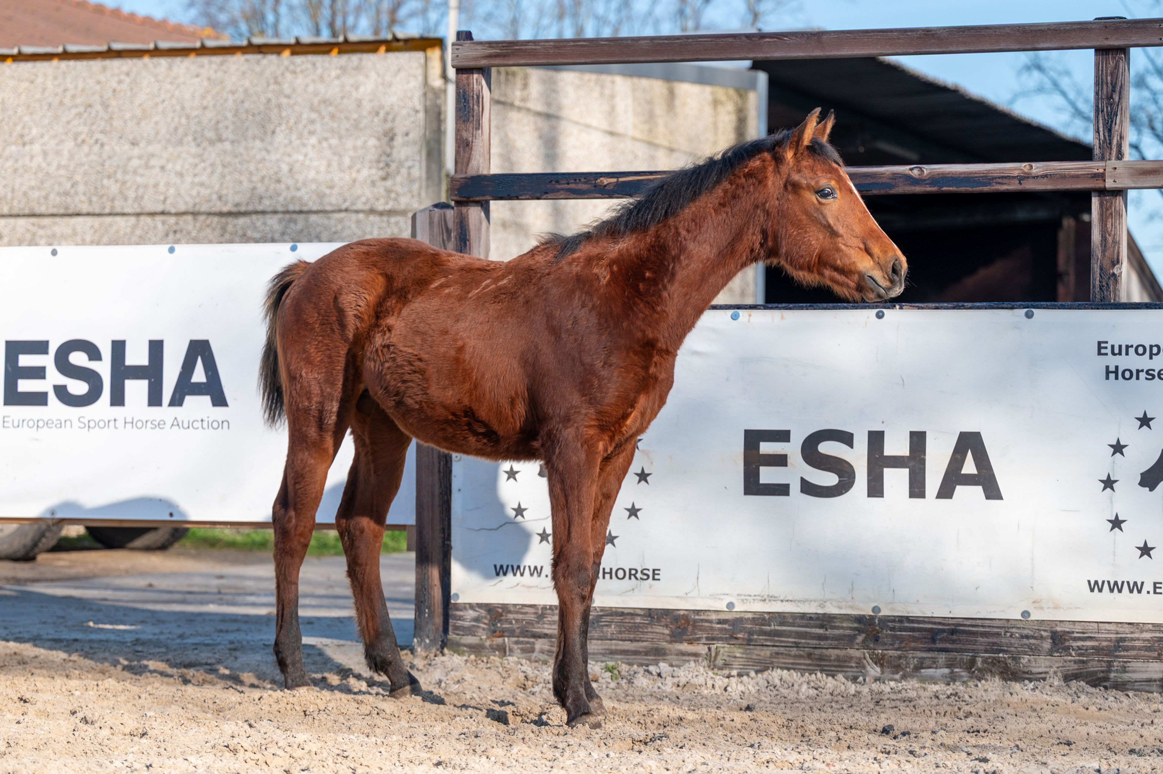 Ctefidas de L'esperance (DIDAS DE L ESPERANCE x BAMAKO DE MUZE) - Image 11