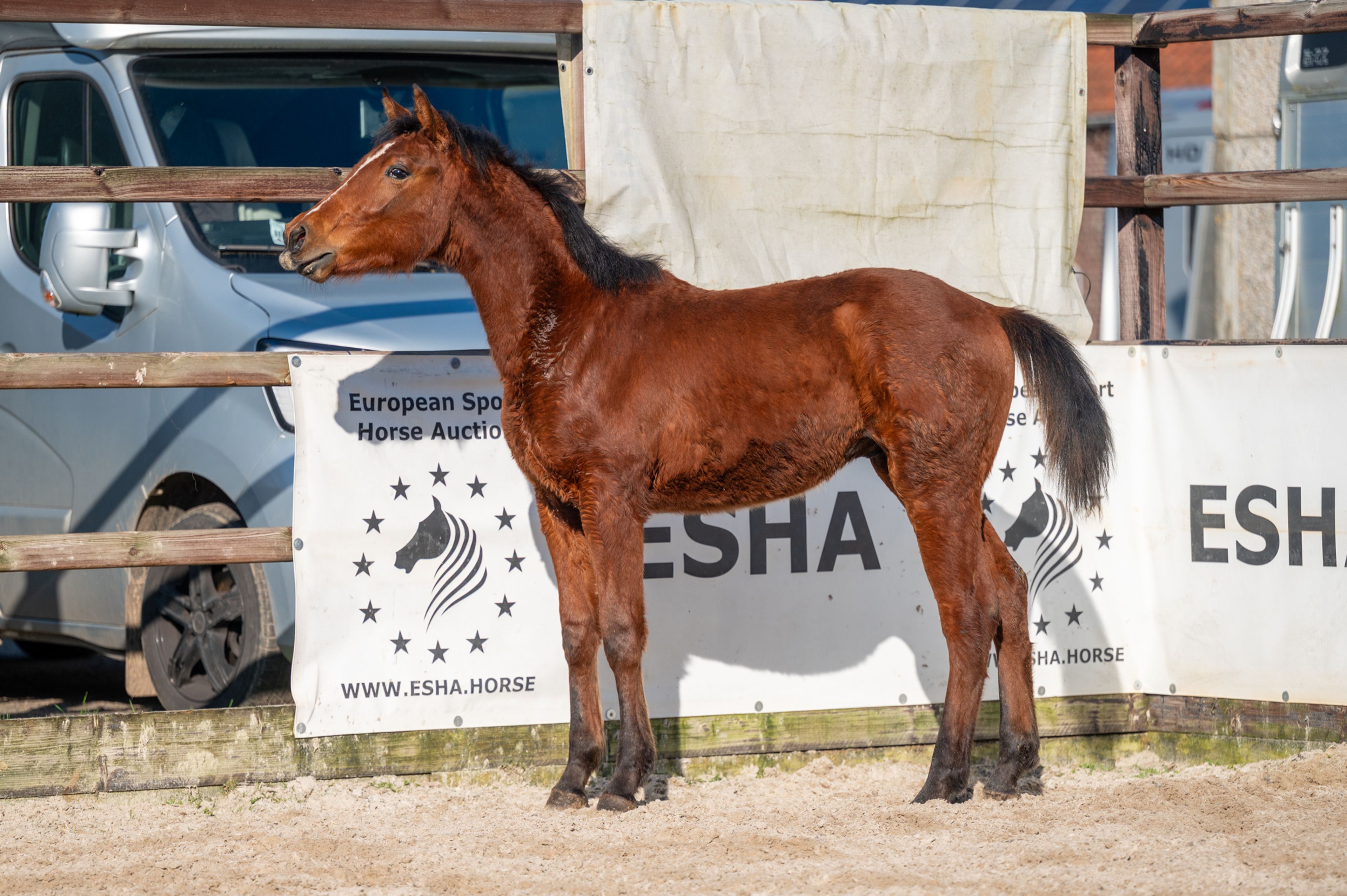 Ctefidas de L'esperance (DIDAS DE L ESPERANCE x BAMAKO DE MUZE) - Image 12