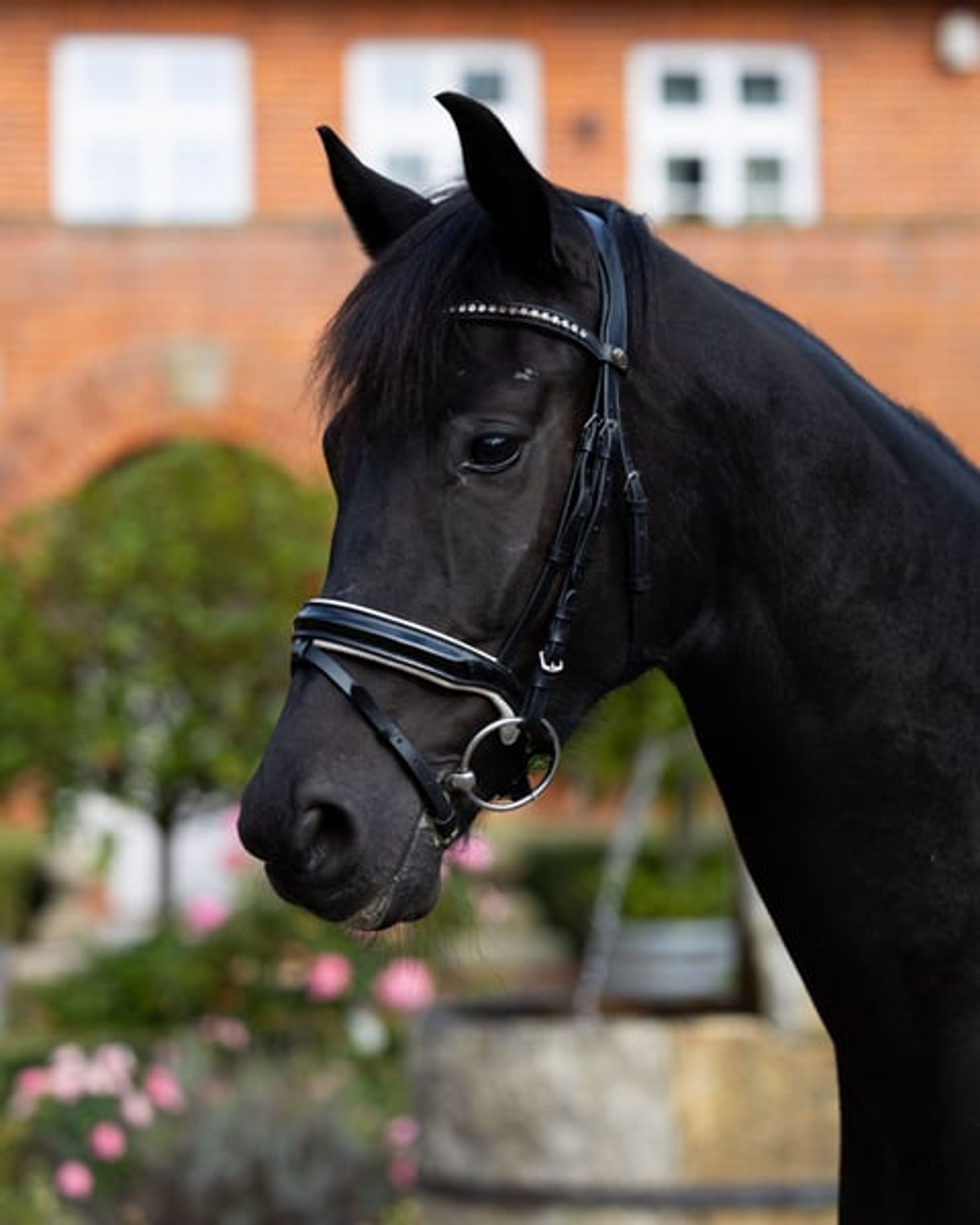 Charming son of Fire Jazz with good potential for dressage.