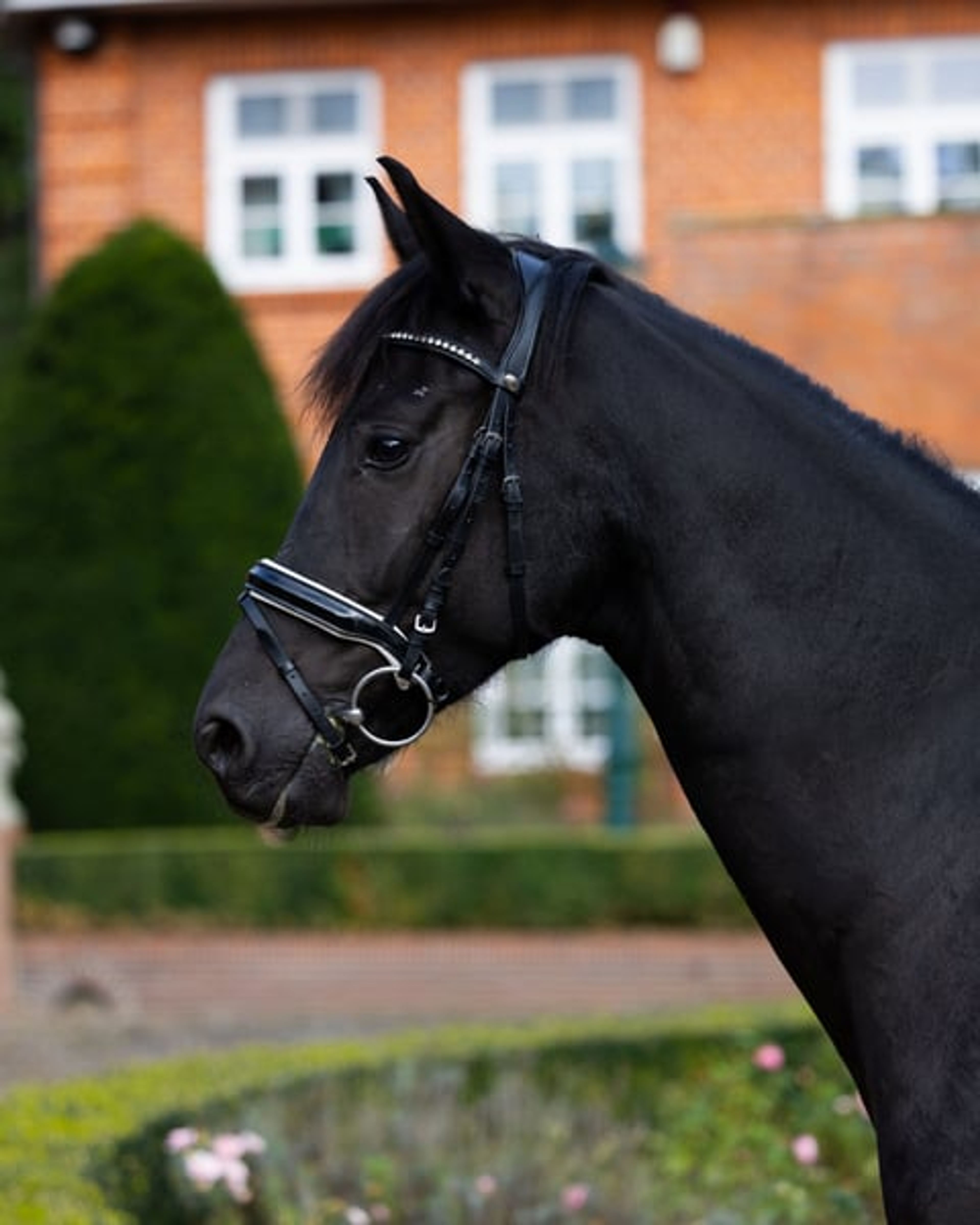 Charming son of Fire Jazz with good potential for dressage. - Image 3