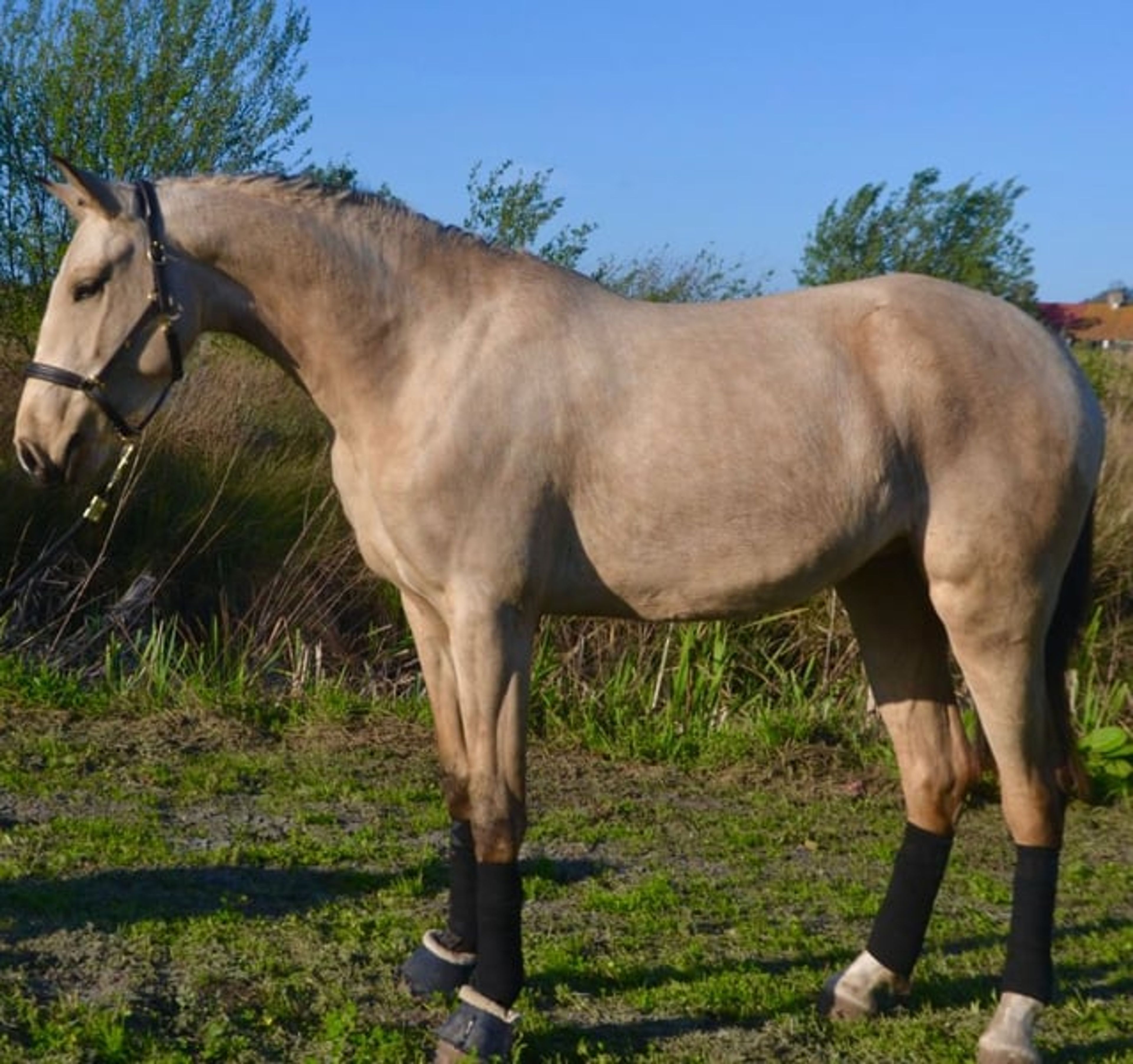 Mare with exceptional movement quality and outstanding pedigree
