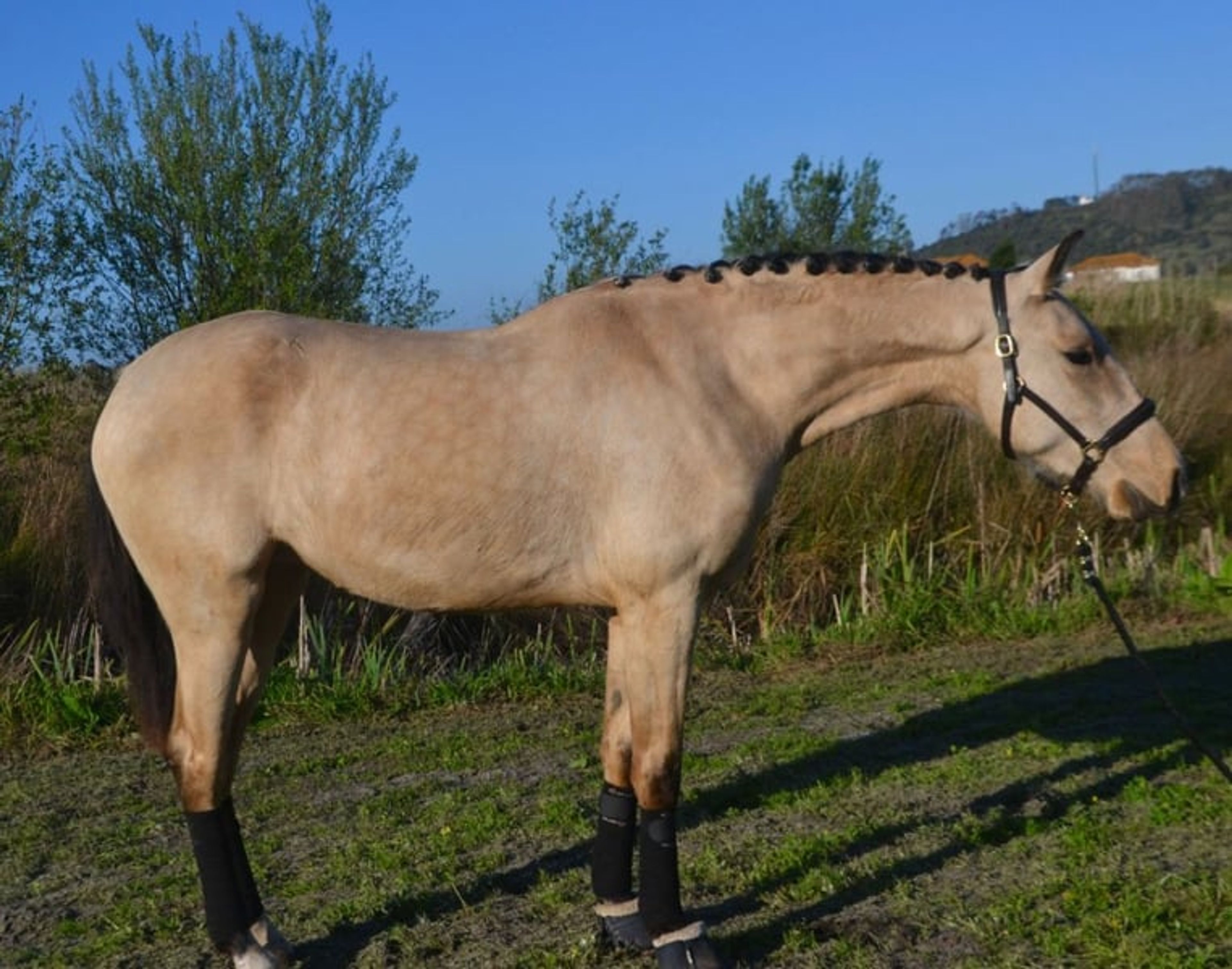 Mare with exceptional movement quality and outstanding pedigree - Image 2