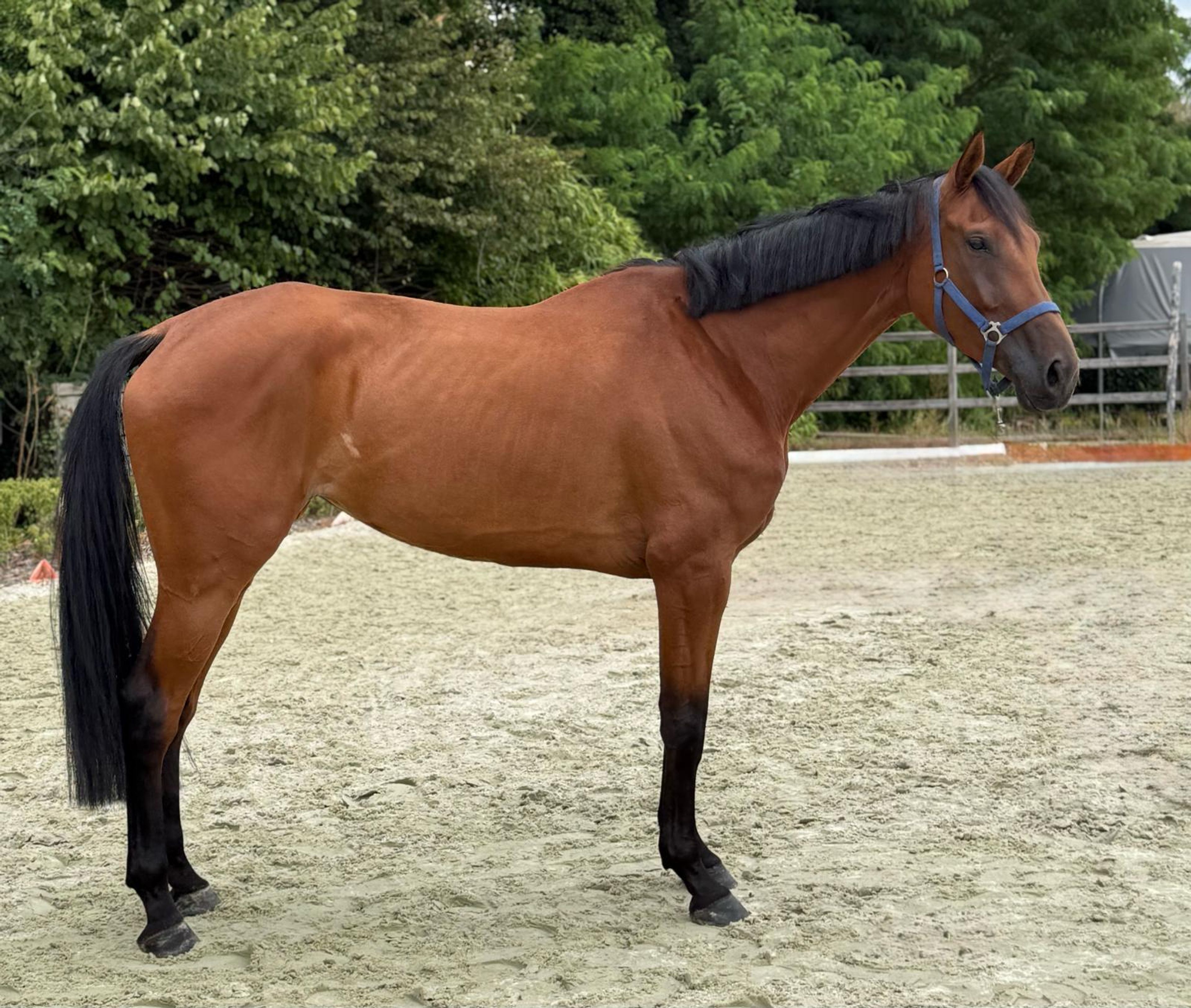 Nova Victoria van de Holsteen Z ☆ (NEVADOS S x CHATMAN) - Image 1